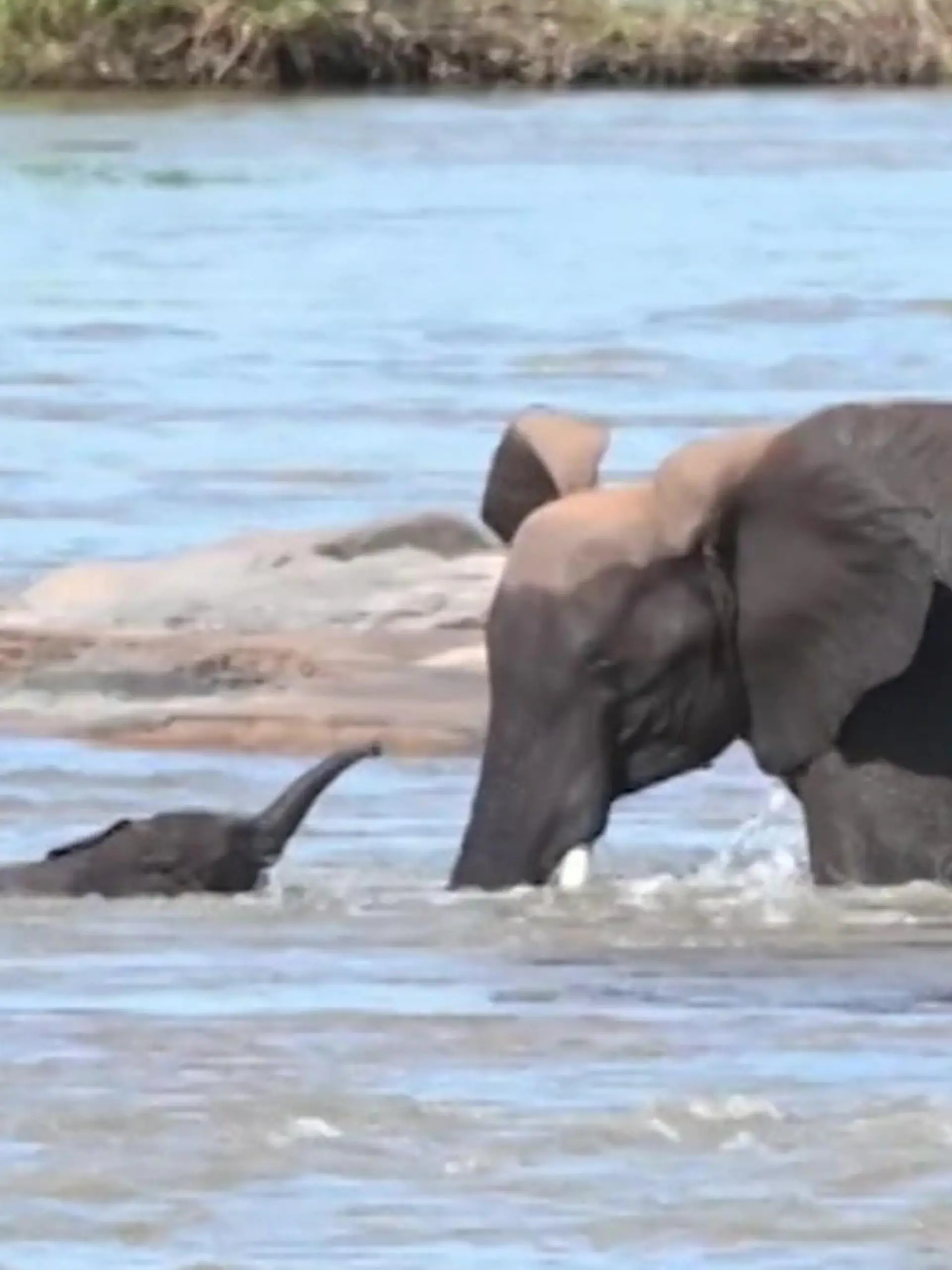 Bild zu: "Baby-Elefant droht zu ertrinken – dann packt Mama den Rüssel aus!"
