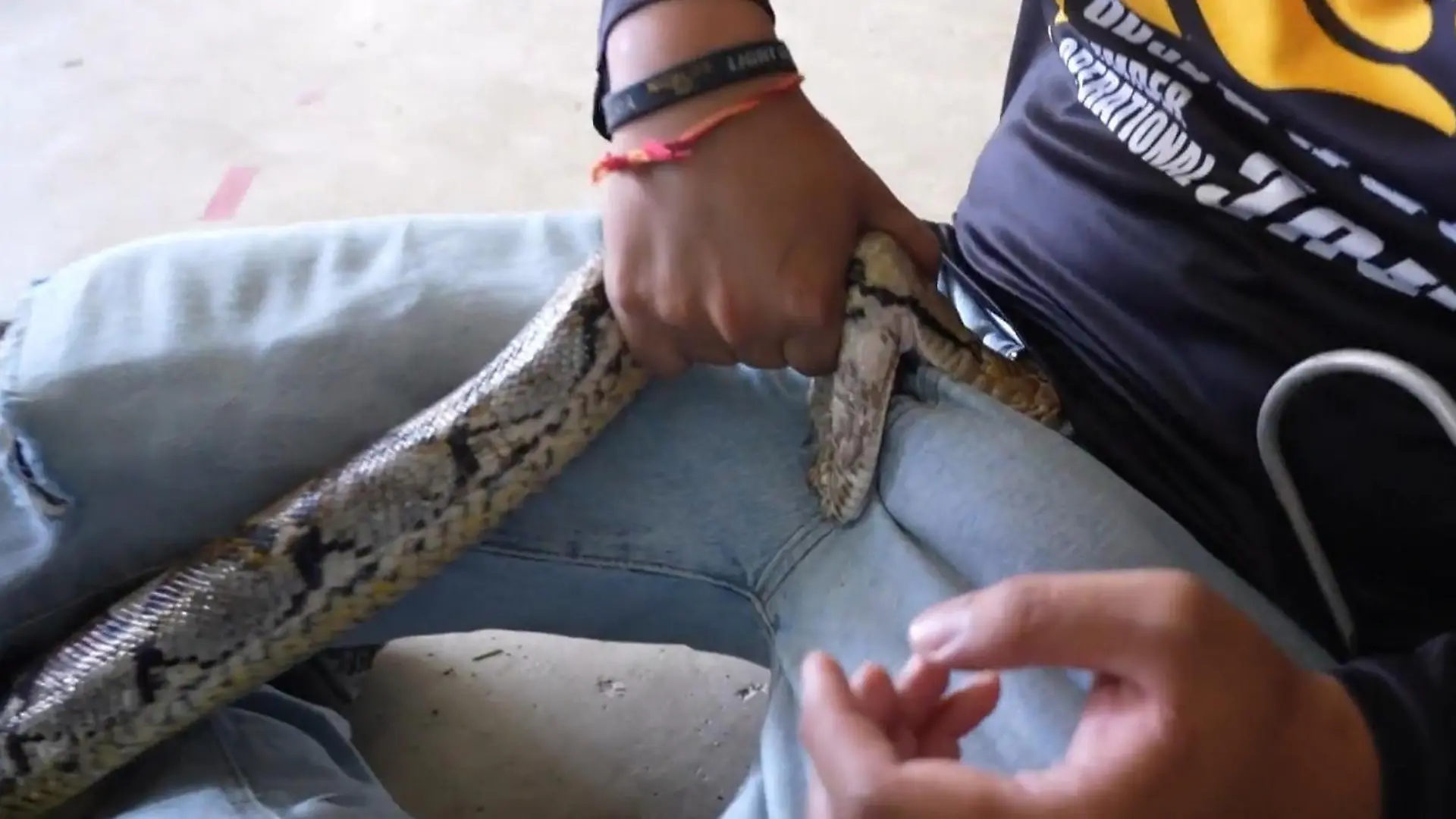 Python am Penis! Mann lässt sich FREIWILLIG von Schlange beißen Tierfänger greifen zu kuriosem Trick