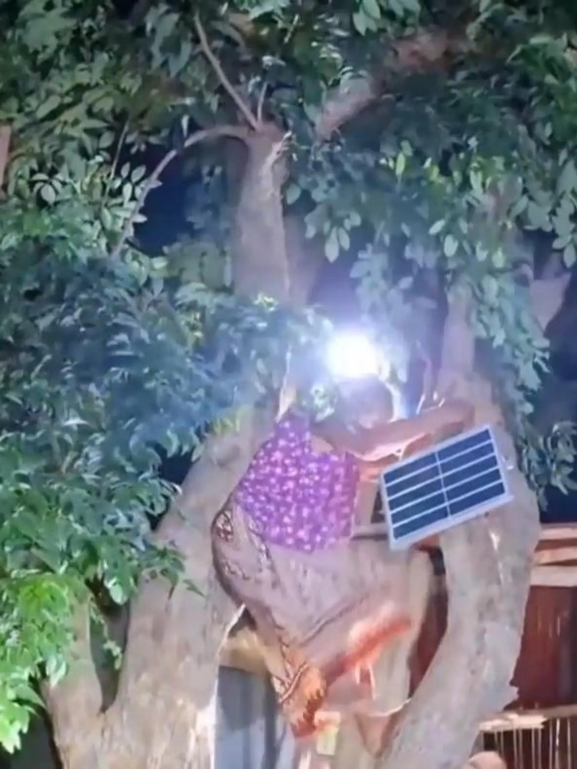 Bild zu: "Wilder Elefant jagt Ehepaar auf Baum – 20 Minuten Todesangst!"