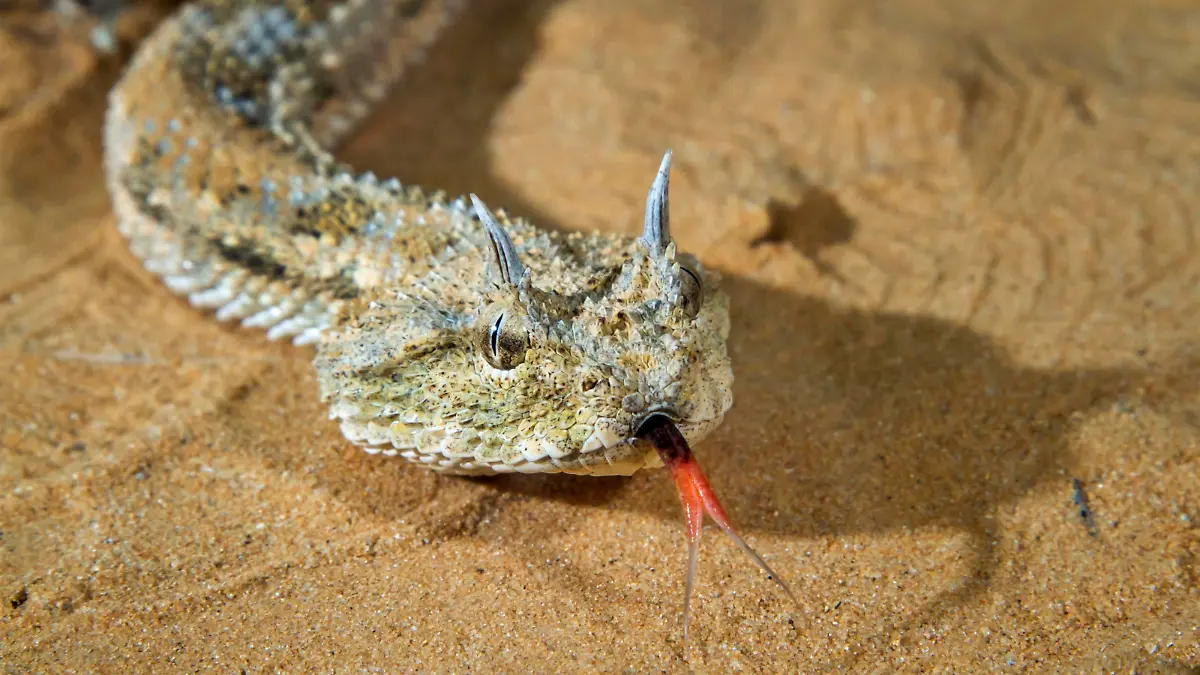 Wüsten-Hornviper (Cerastes cerastes) im Sand, Wüste Negev, Israel, Asien