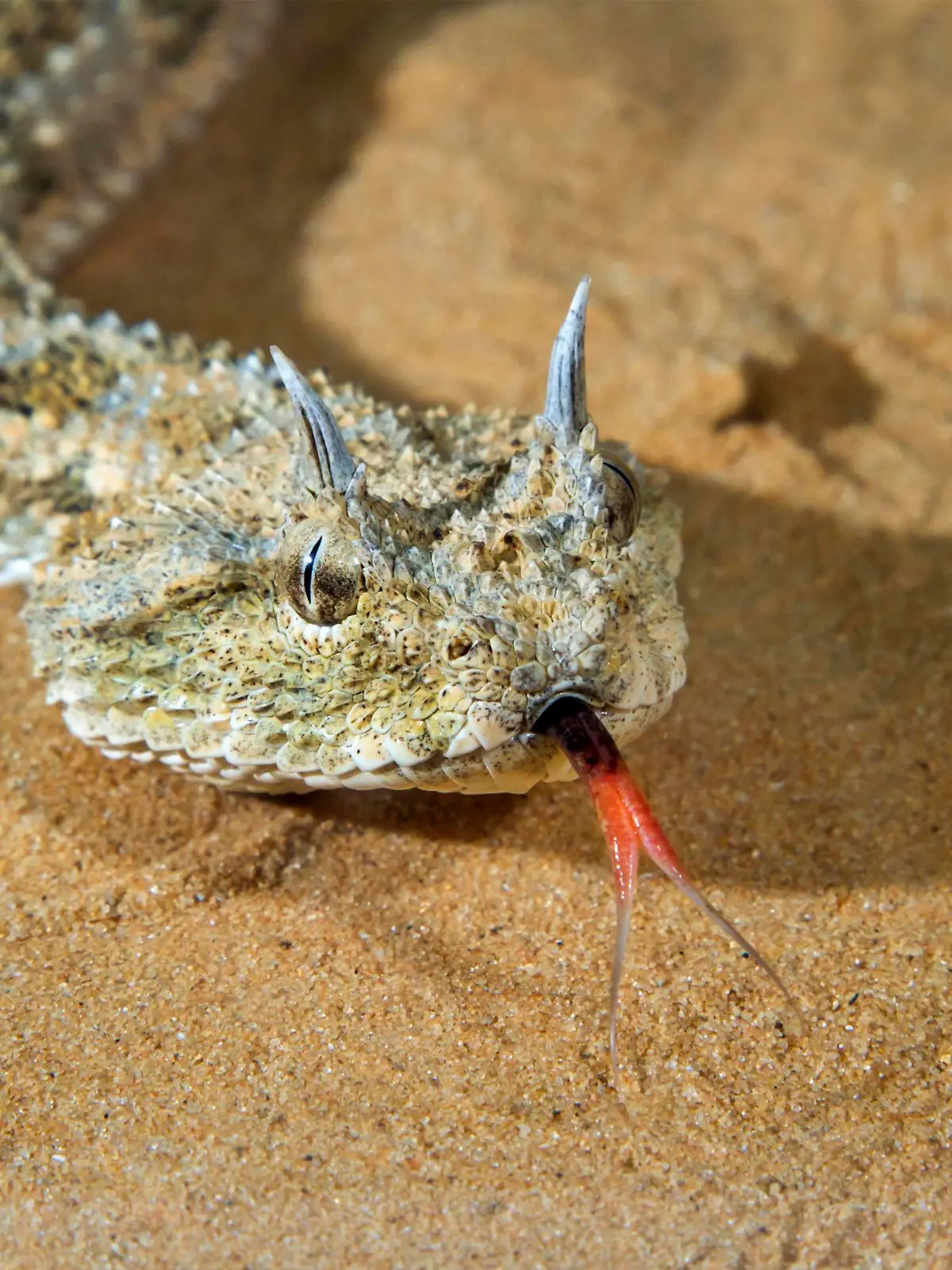 Wüsten-Hornviper (Cerastes cerastes) im Sand, Wüste Negev, Israel, Asien