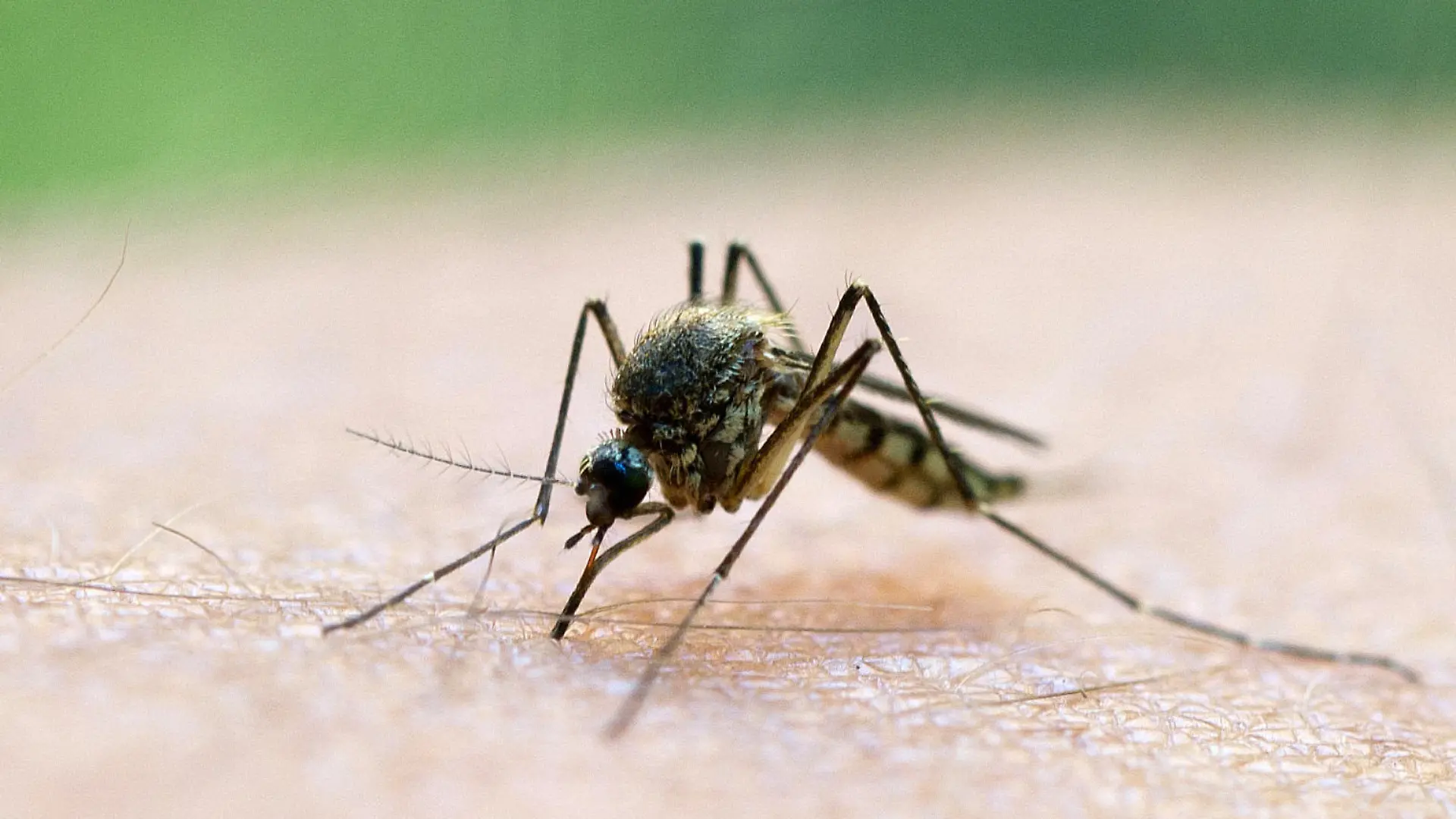 ILLUSTRATION - ARCHIV - Eine Mücke saugt am 20.08.2011 Blut aus dem Arm eines Mannes. Wissenschaftler und Laien sollen beim Kampf gegen Krankheiten wie Malaria, Zika und Gelbfieber künftig intensiv zusammenarbeiten. (zu dpa "«Globaler Mücken-Alarm»: Bürger-Plattform im Kampf gegen Krankheiten" vom 08.05.2017) Foto: Patrick Pleul/dpa-Zentralbild/dpa +++(c) dpa - Bildfunk+++