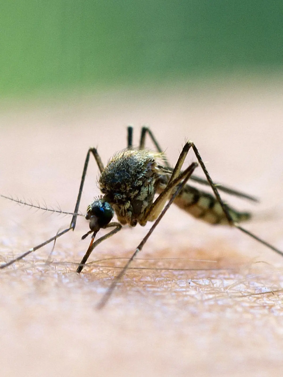 ILLUSTRATION - ARCHIV - Eine Mücke saugt am 20.08.2011 Blut aus dem Arm eines Mannes. Wissenschaftler und Laien sollen beim Kampf gegen Krankheiten wie Malaria, Zika und Gelbfieber künftig intensiv zusammenarbeiten. (zu dpa "«Globaler Mücken-Alarm»: Bürger-Plattform im Kampf gegen Krankheiten" vom 08.05.2017) Foto: Patrick Pleul/dpa-Zentralbild/dpa +++(c) dpa - Bildfunk+++