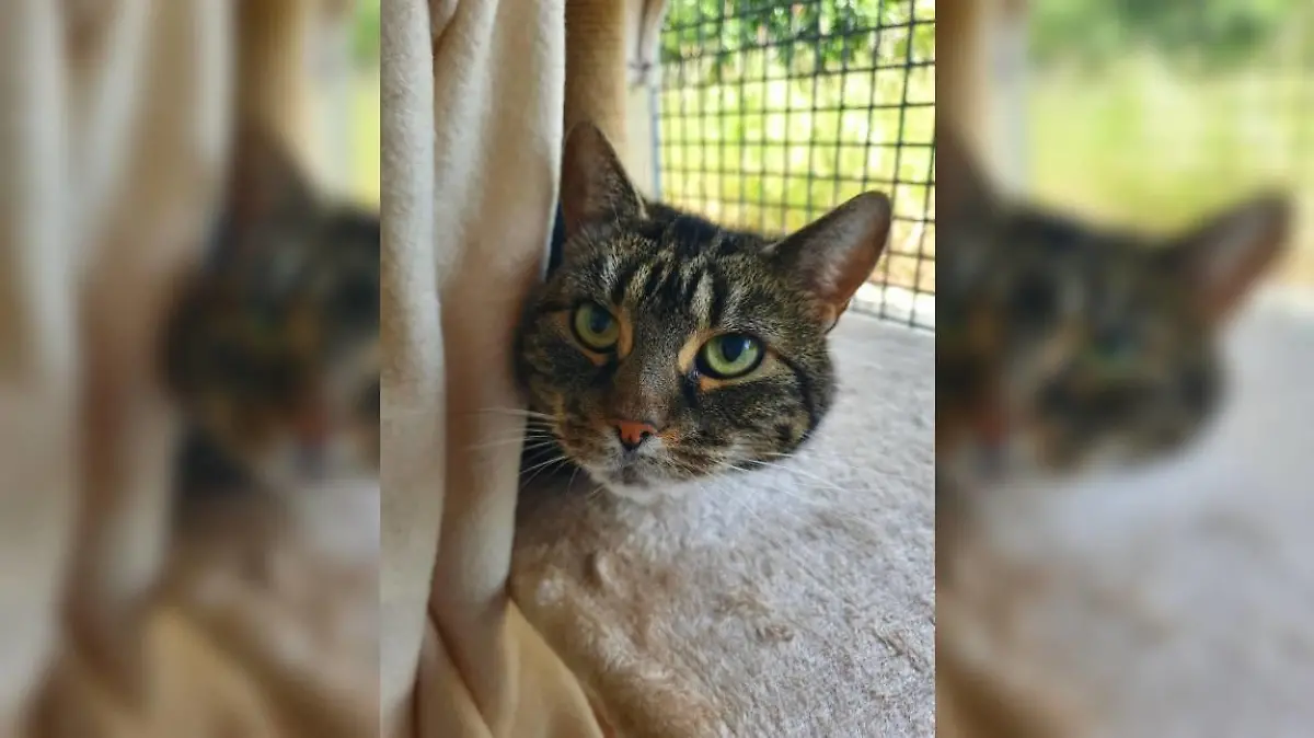 Katze ist vollkommen blind