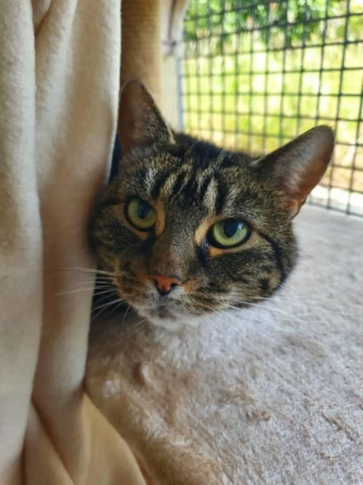 Katze ist vollkommen blind