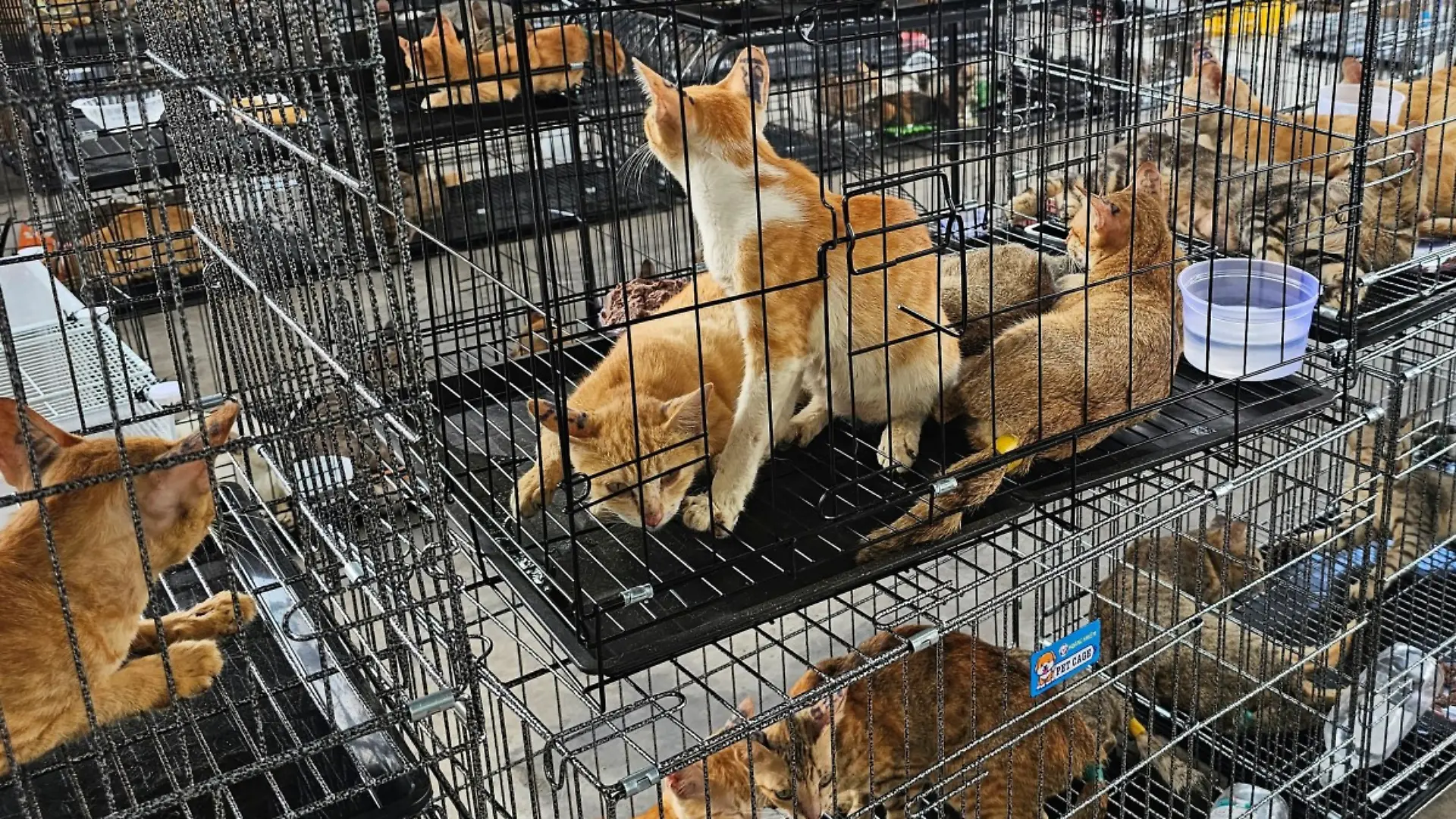 This handout picture taken on June 15, 2026 and released on June 16 by Humane World for Animals Vietnam shows cats seized by police at a facility in Ho Chi Minh City. More than 40 abducted cats have been reunited with owners after Vietnam police busted a feline theft ring and rescued 400 pets destined to be slaughtered for food, an animal rights group said June 16. (Photo by Handout / Humane World for Animals Vietnam / AFP) / -----EDITORS NOTE --- RESTRICTED TO EDITORIAL USE - MANDATORY CREDIT "AFP PHOTO / Humane World for Animals Vietnam " - NO MARKETING - NO ADVERTISING CAMPAIGNS - DISTRIBUTED AS A SERVICE TO CLIENTS