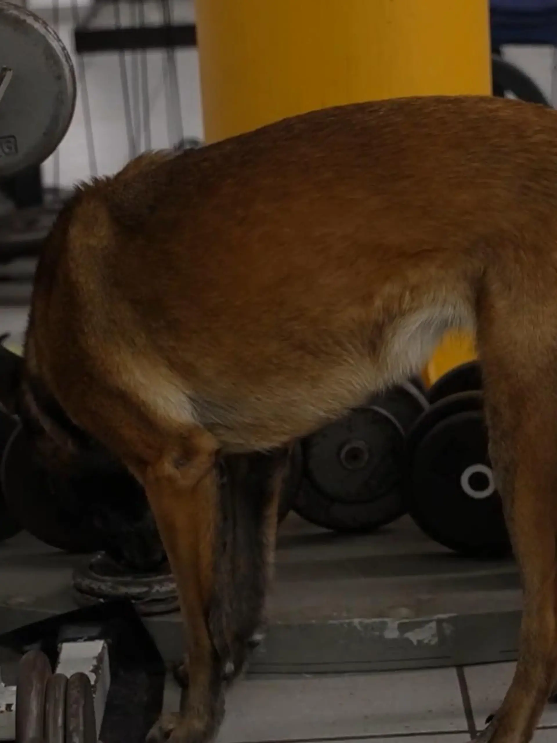 Bild zu: "Belgischen Schäferhunde erkennen neue psychoaktive Stoffe"