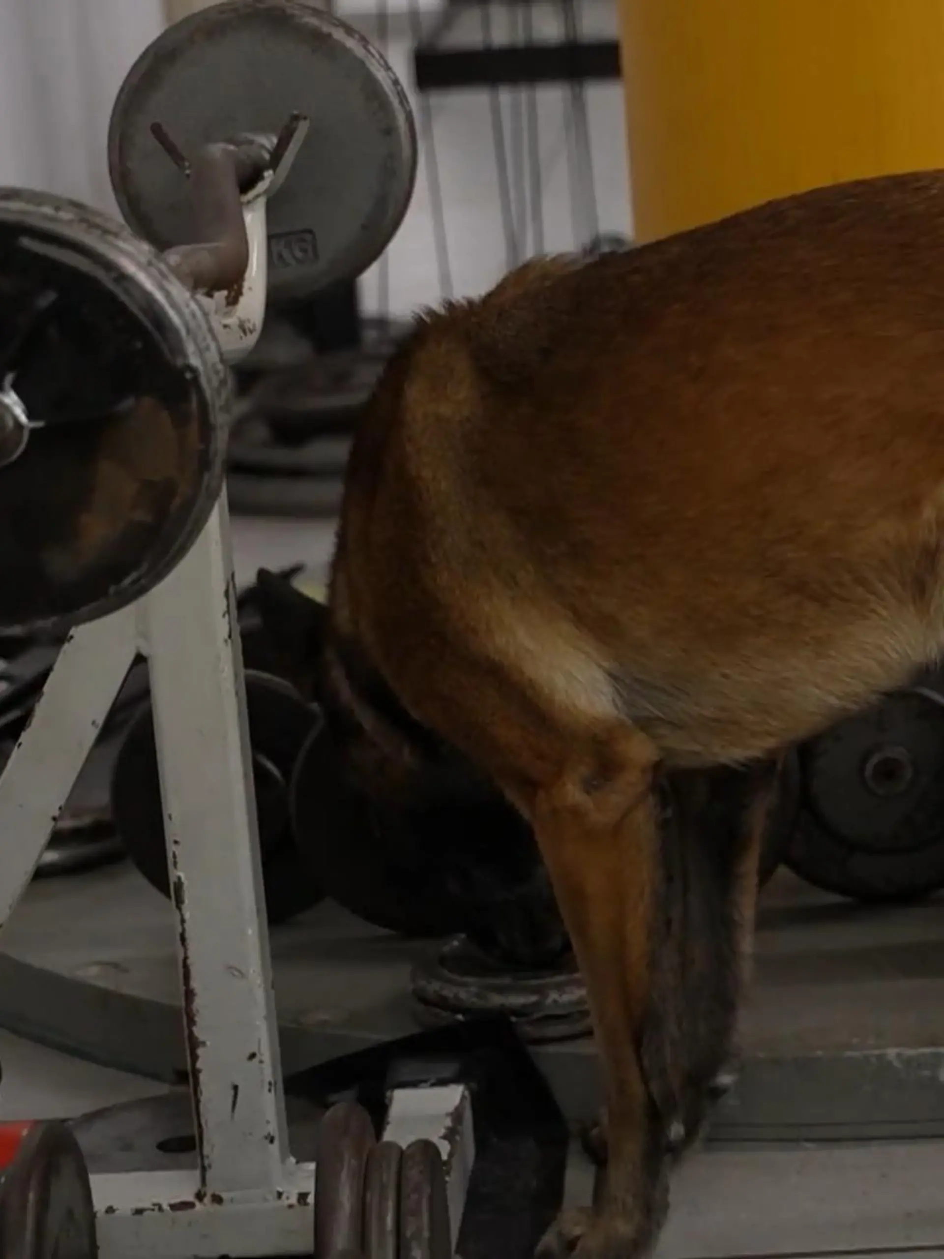 Bild zu: "Belgischen Schäferhunde erkennen neue psychoaktive Stoffe"