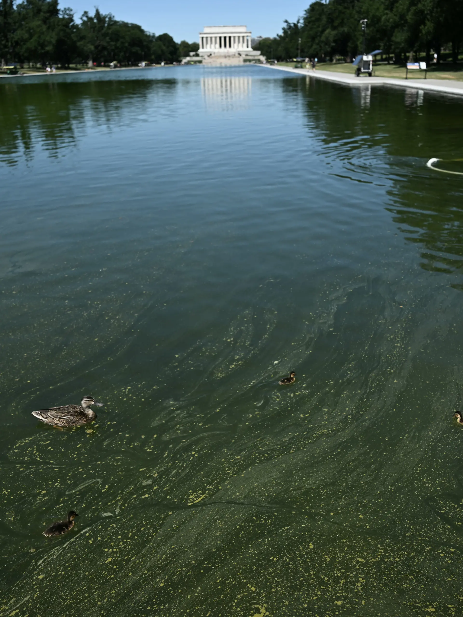 Ducks swim as National Park Service workers push algae towards an aeration area in the center of the Lincoln Memorial Reflecting Pool following the completion of recent renovations in Washington, DC, on June 16, 2026. The reflecting pool project, undertaken as part of President Donald Trumps preparations for the nations 250th anniversary, began in April and was completed last week. (Photo by Brendan SMIALOWSKI / AFP)
