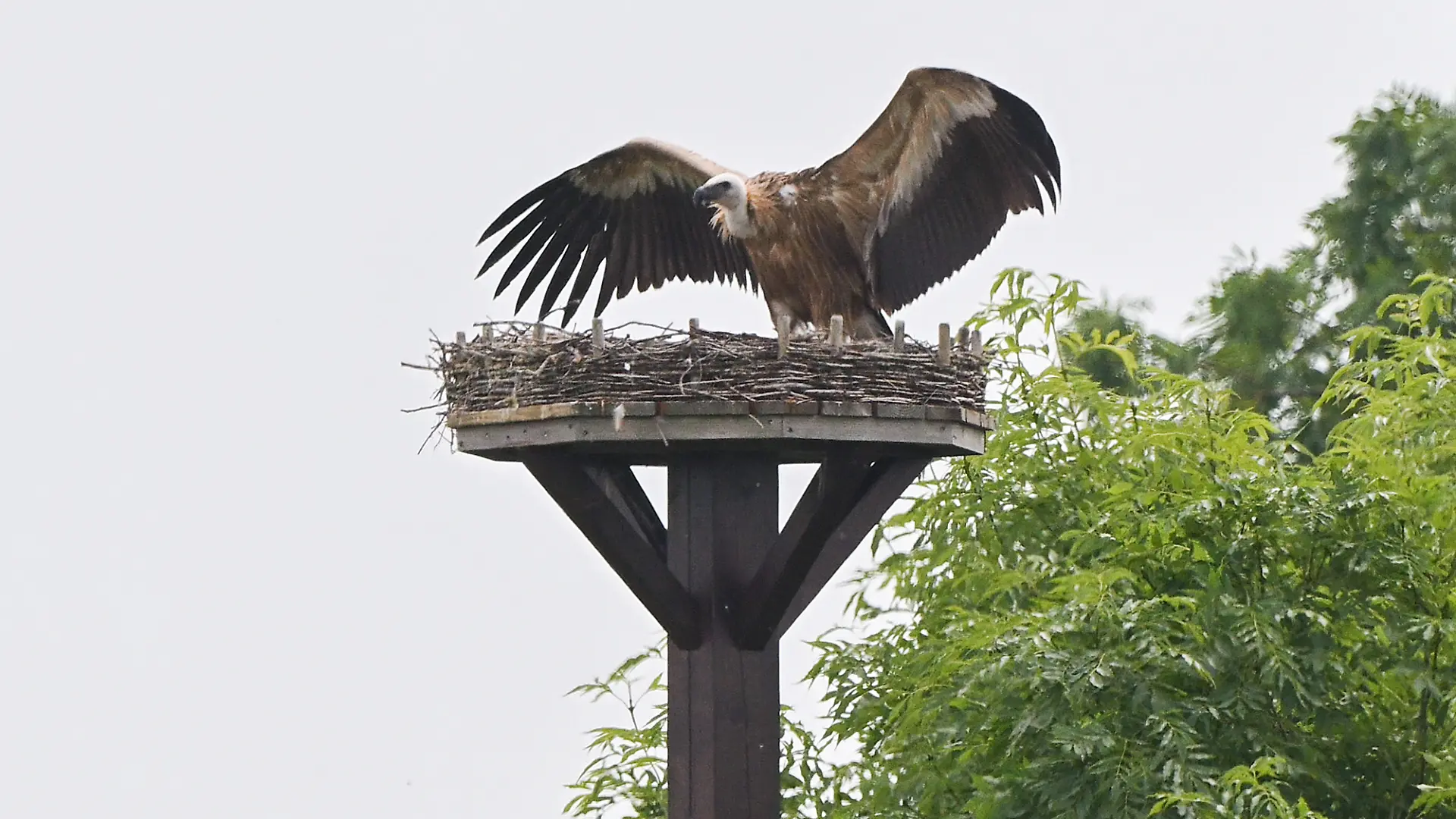 PRODUKTION - 16.06.2026, Niedersachsen, Sehnde: Ein Gänsegeier sitzt auf einem Storchennest in der Region Hannover (Standbild aus dpa-Video). Der Gänsegeier hat eine Storchenfamilie attackiert, die Elterntiere vertrieben und dann den Nachwuchs gefressen. (zu dpa: «Drama im Storchennest - Gänsegeier frisst Jungstörche») Foto: Julian Stratenschulte/dpa +++ dpa-Bildfunk +++