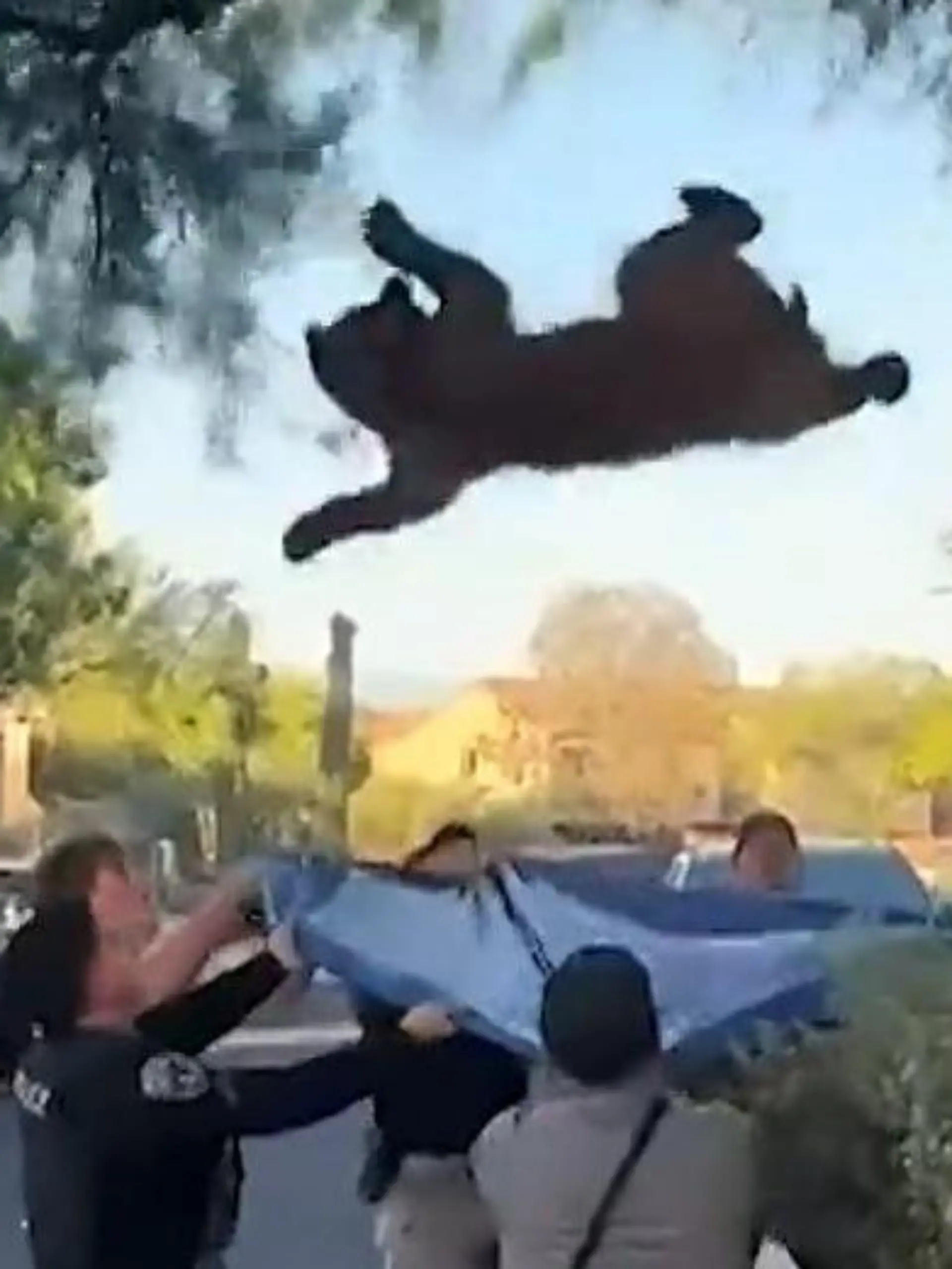 Bild zu: "Bär stürzt von Baum – dann fällt Polizist auf Raubtier!"