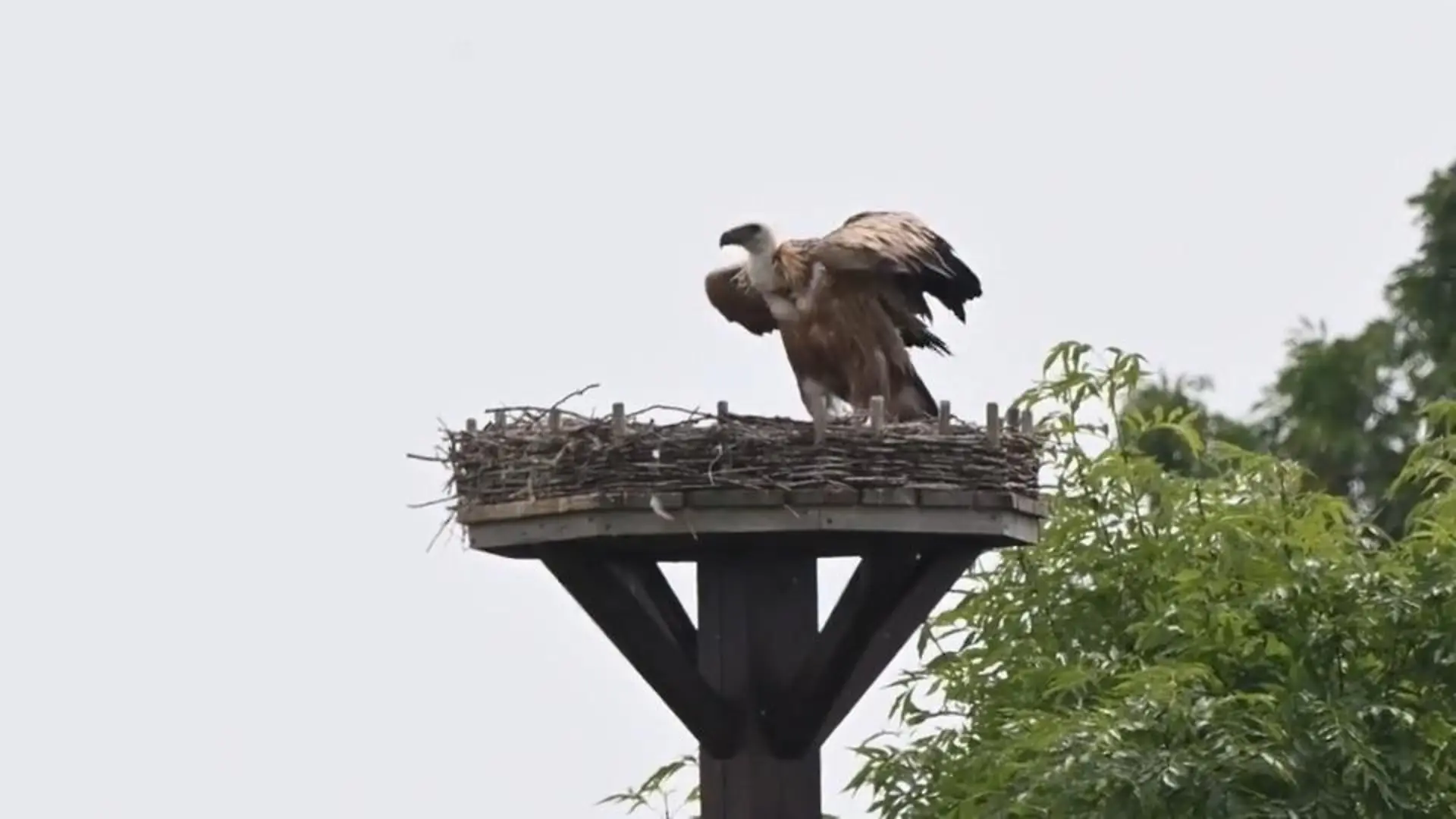 Gänsegeier macht sich in Storchennest breit Hier kommt er eigentlich her