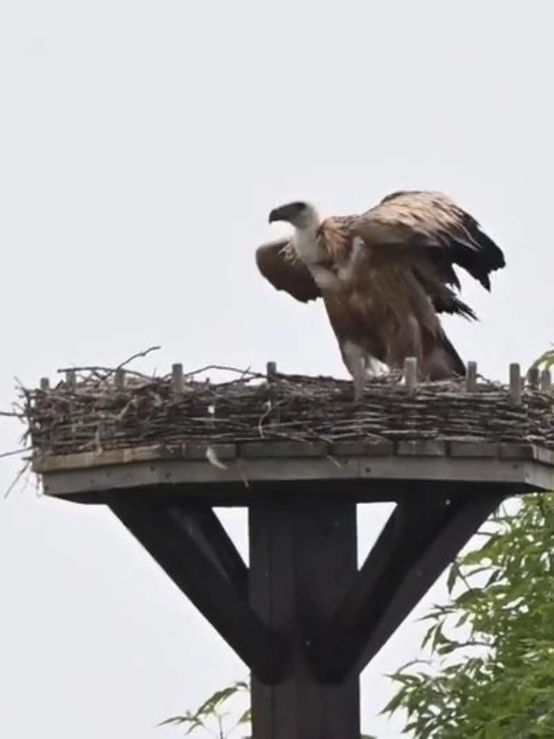 Bild zu: "Gänsegeier macht sich in Storchennest breit"