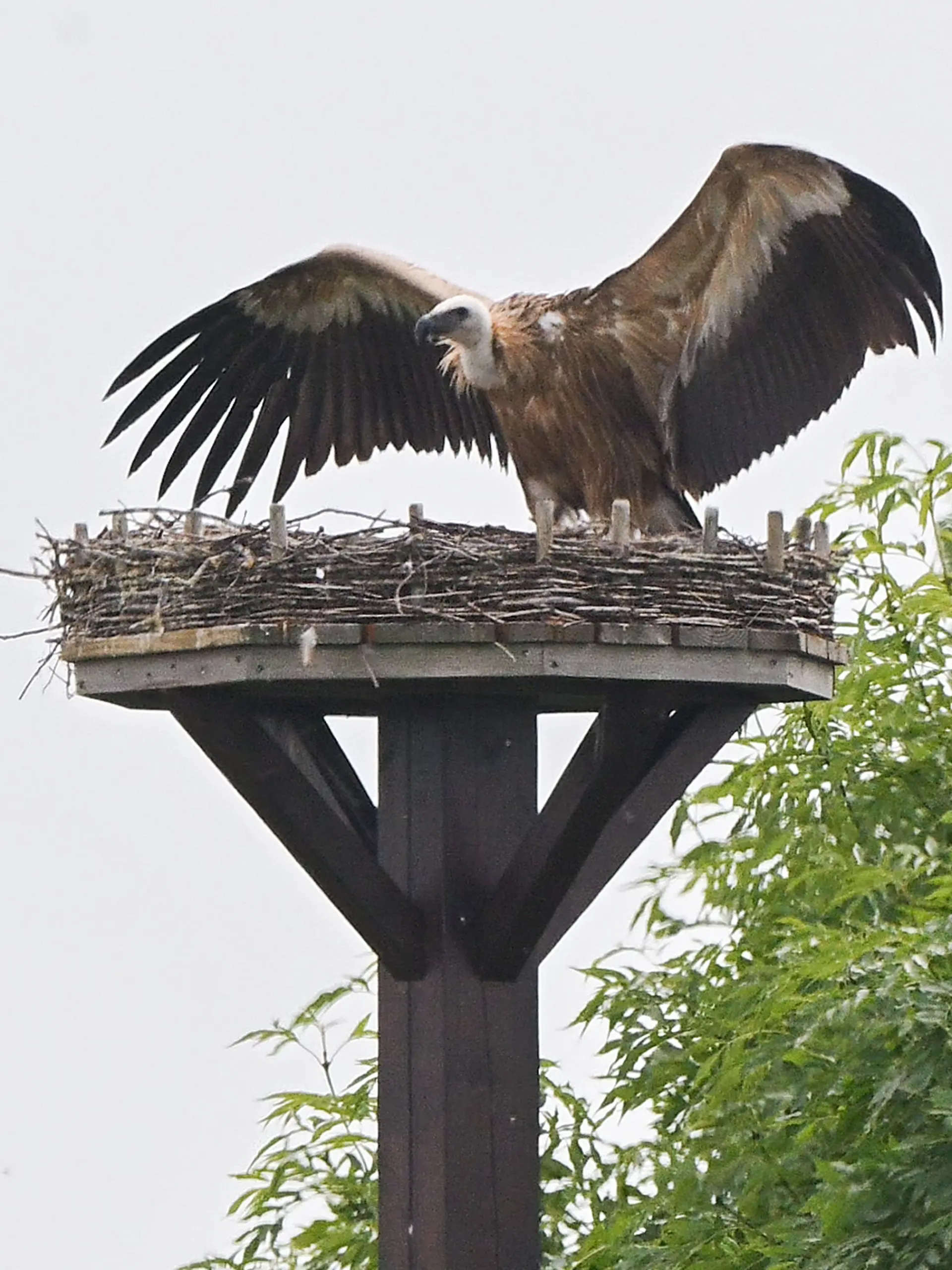 Bild zu: "Gänsegeier attackiert Nest und frisst alle Storchenbabys!"