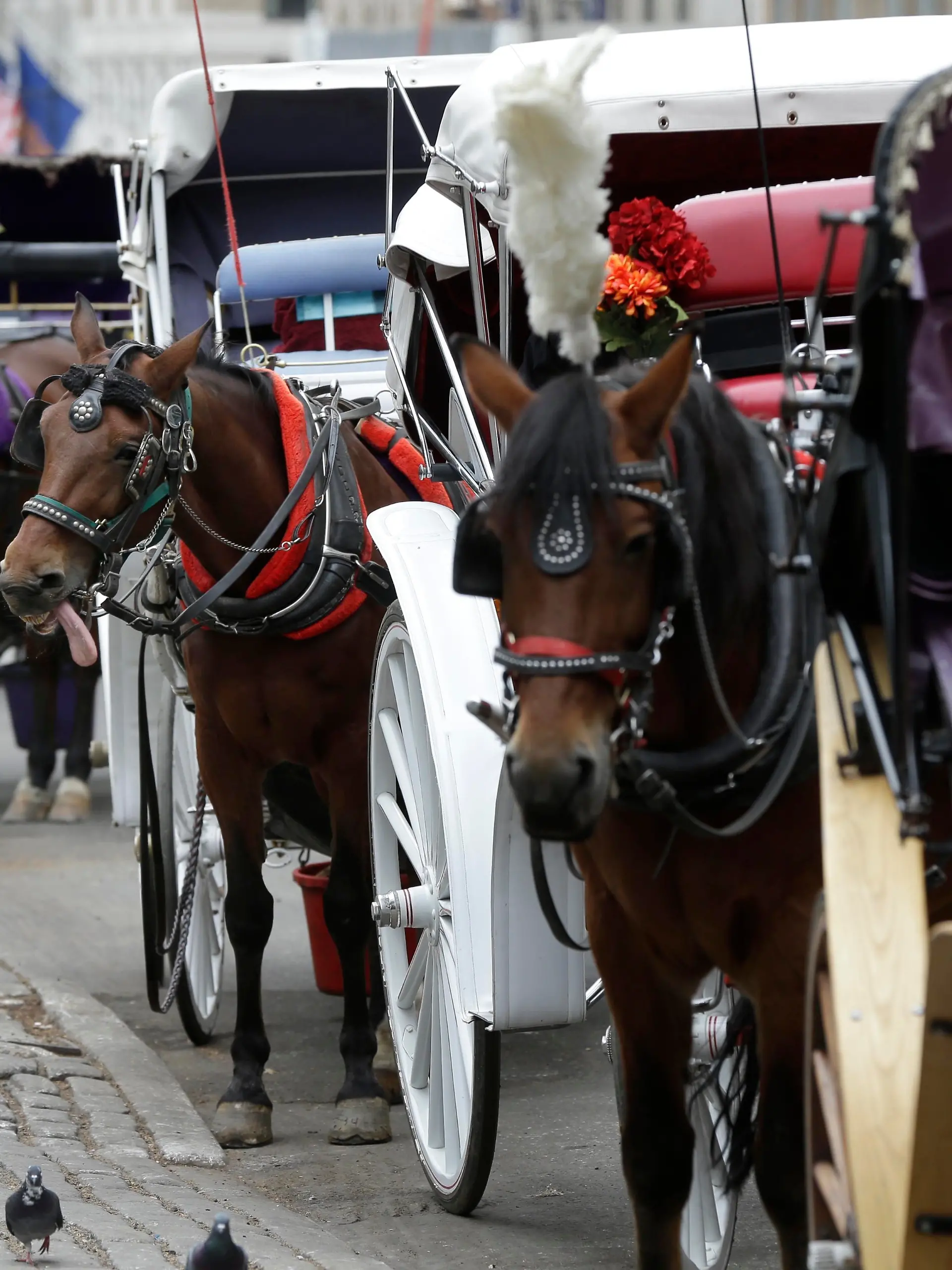 Central Park Horse Injury