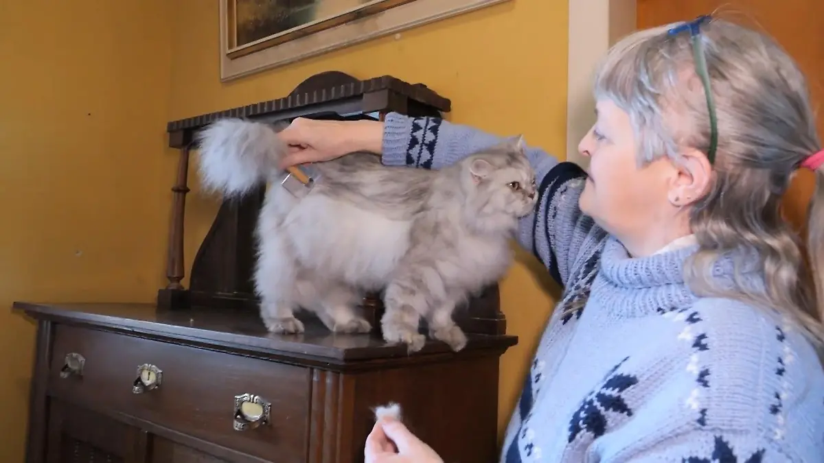 Warum Katzenwolle sich besonders für Kleidung eignet Weich, warm und kuschelig!