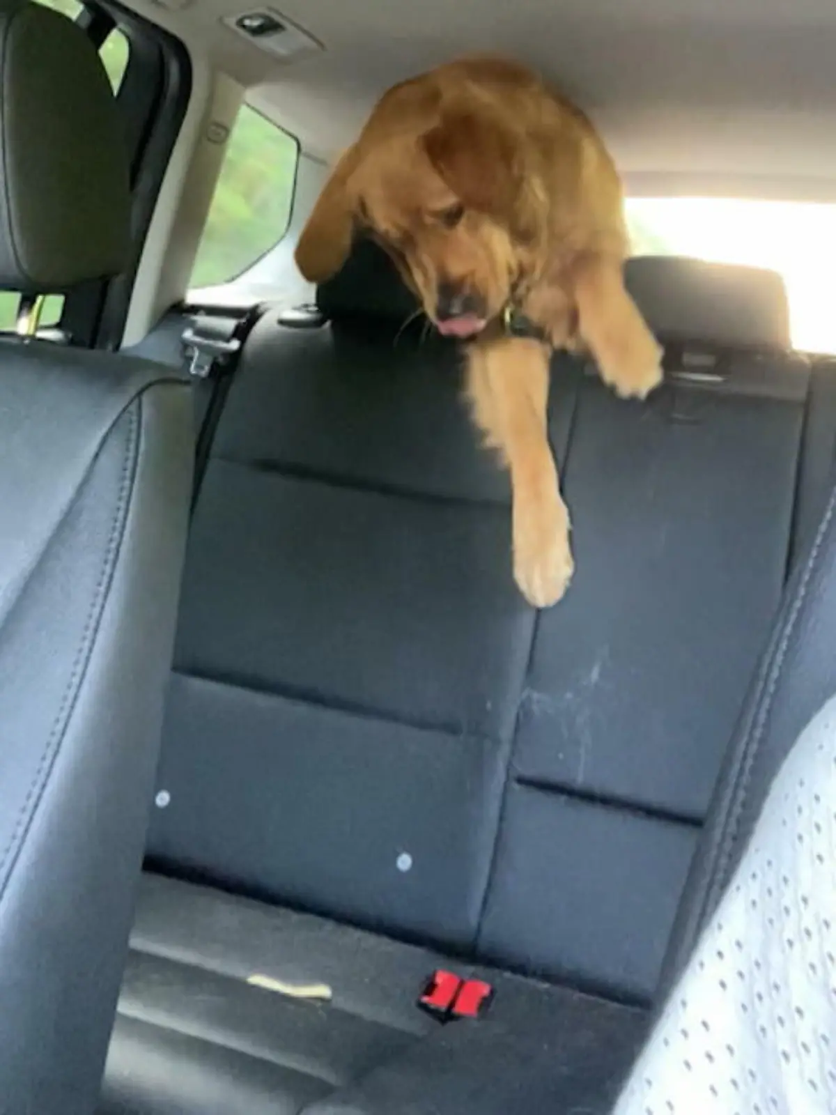 Bild zu: "Für Pommes macht Hund Parker alles"
