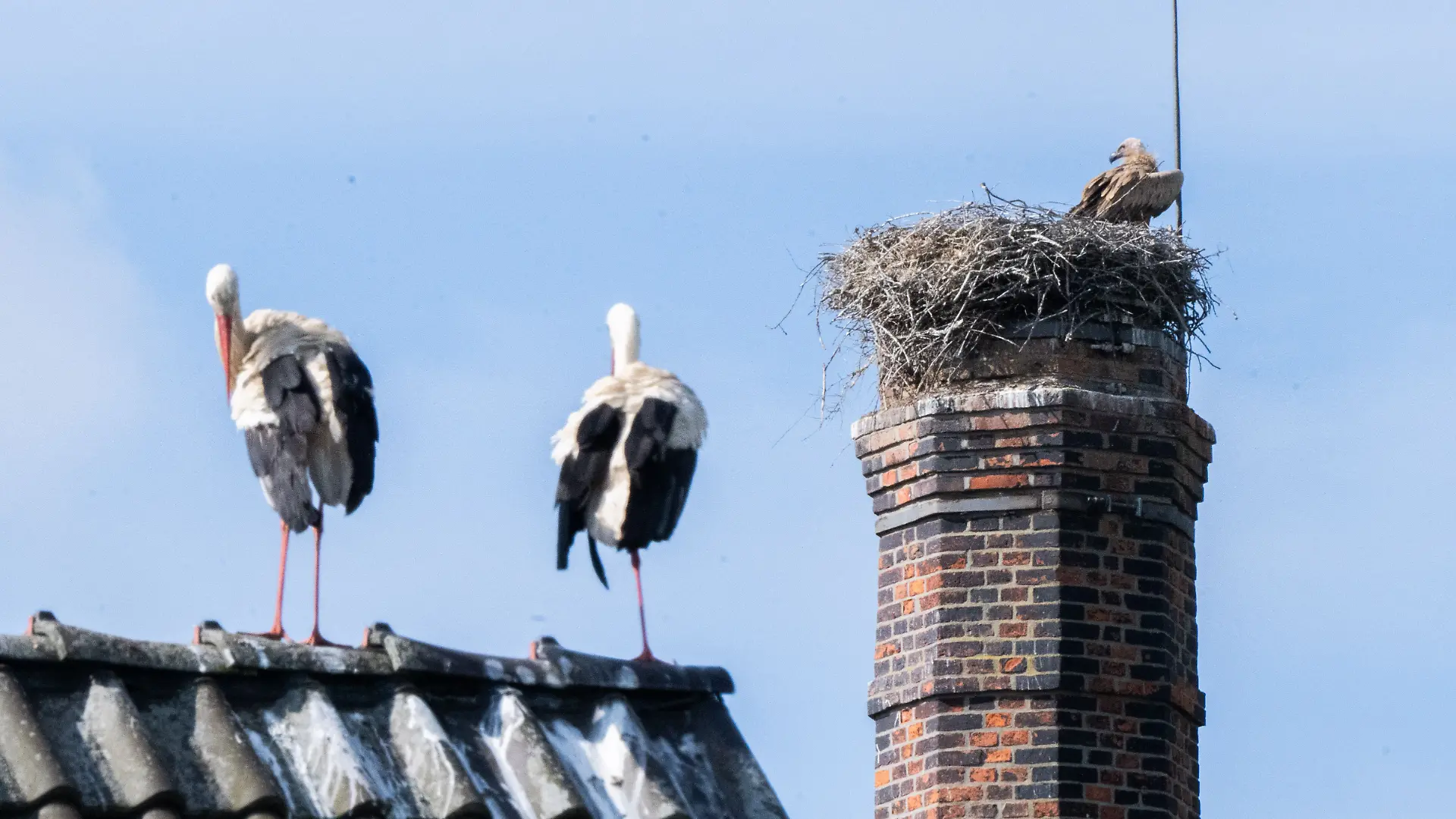 Die Storcheneltern können dem Gänsegeier nur noch zuschauen.