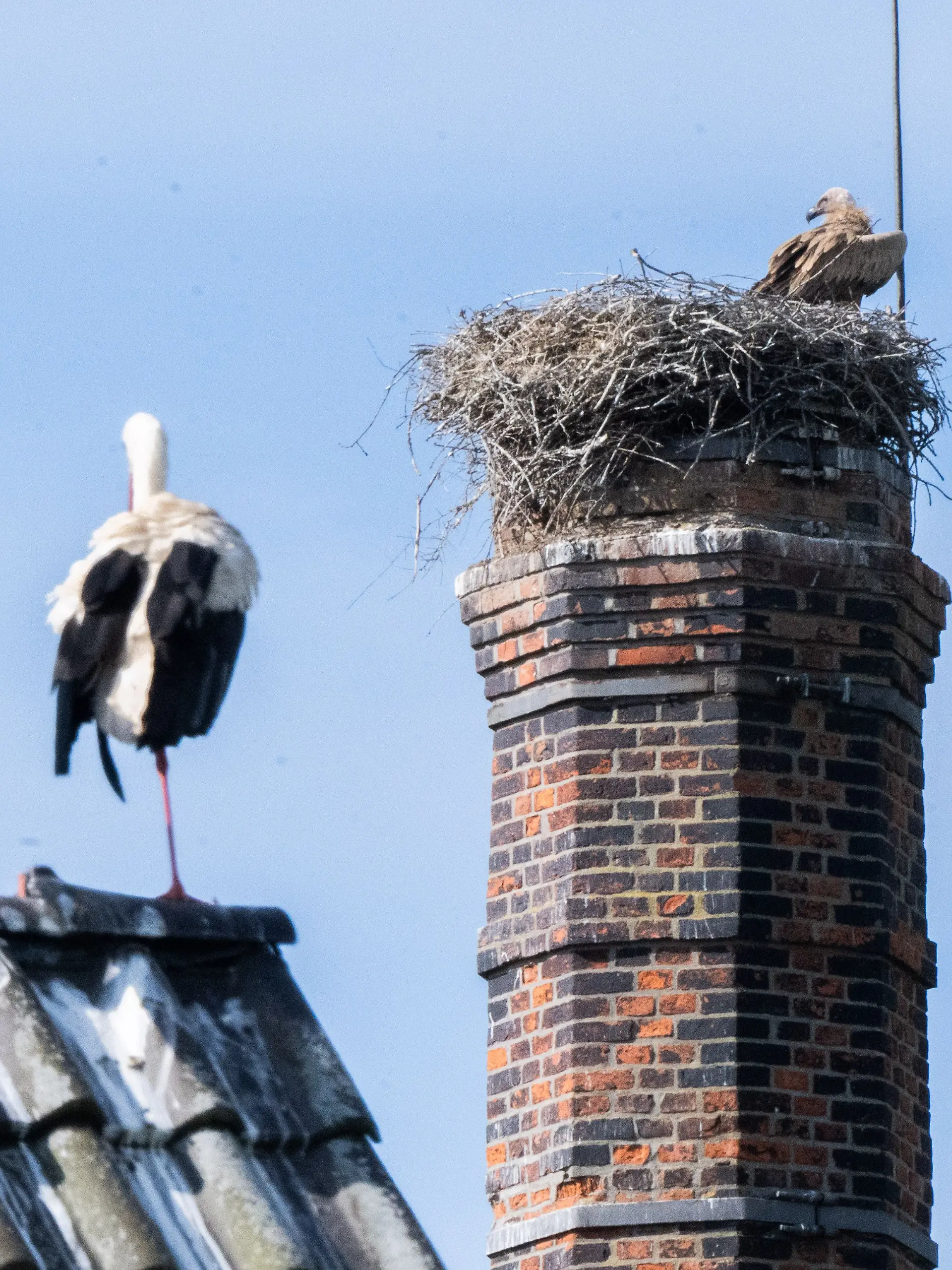 Bild zu: "Erneute Attacke! Gänsegeier frisst wieder Storchenküken"