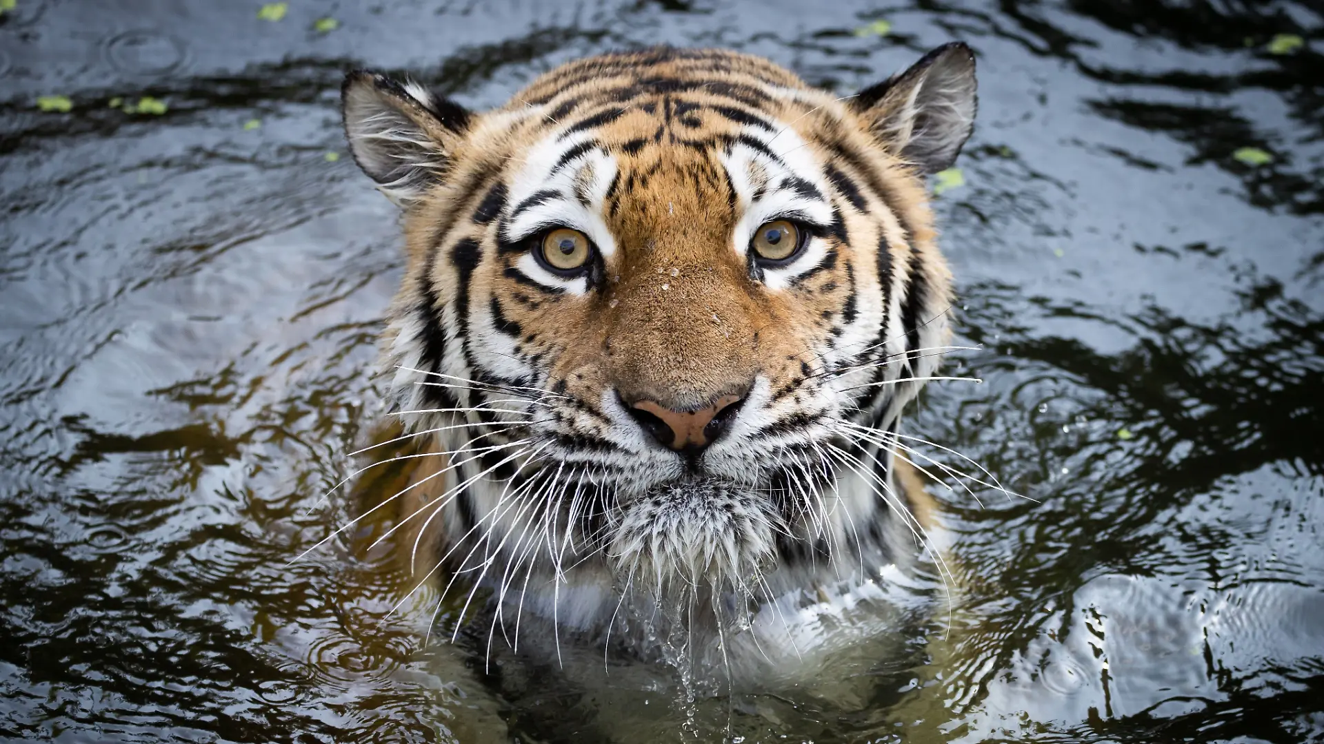Tigerweibchen schwimmt im Jahr 2020 in einem Wasserbecken im Tierpark Hagenbeck
