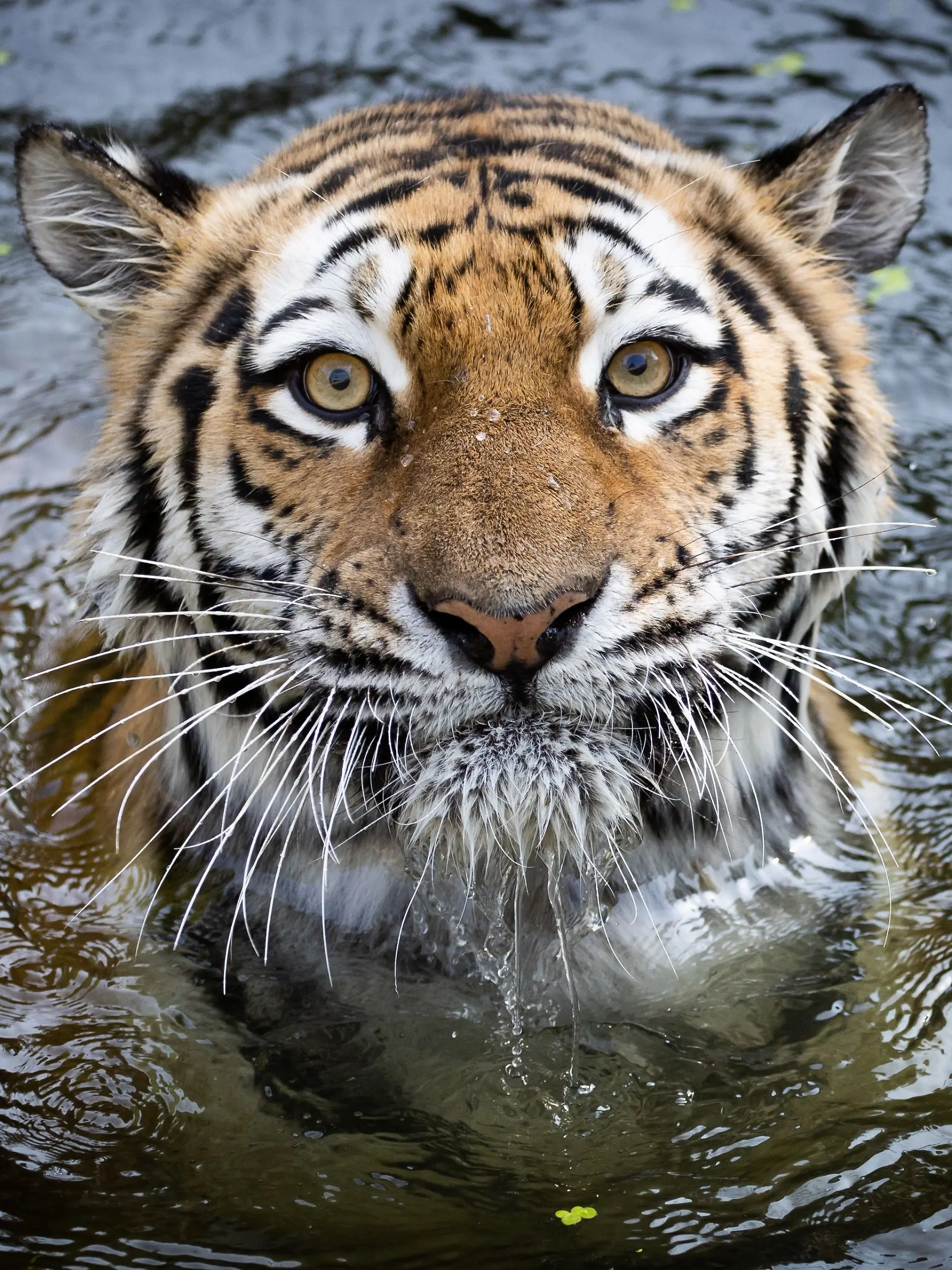Tigerweibchen schwimmt im Jahr 2020 in einem Wasserbecken im Tierpark Hagenbeck
