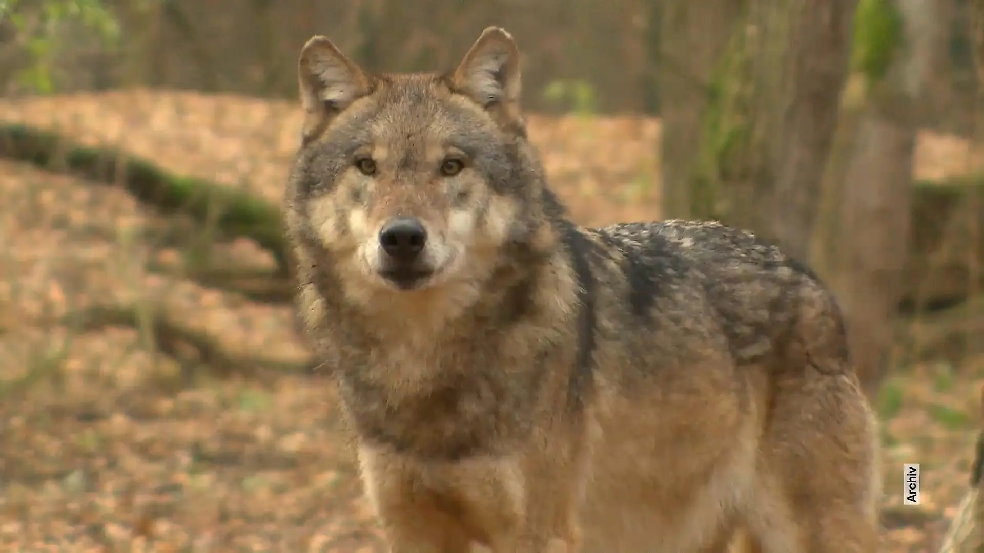 Wolfabschuss im Sauerland gestoppt Streit um „Milan“