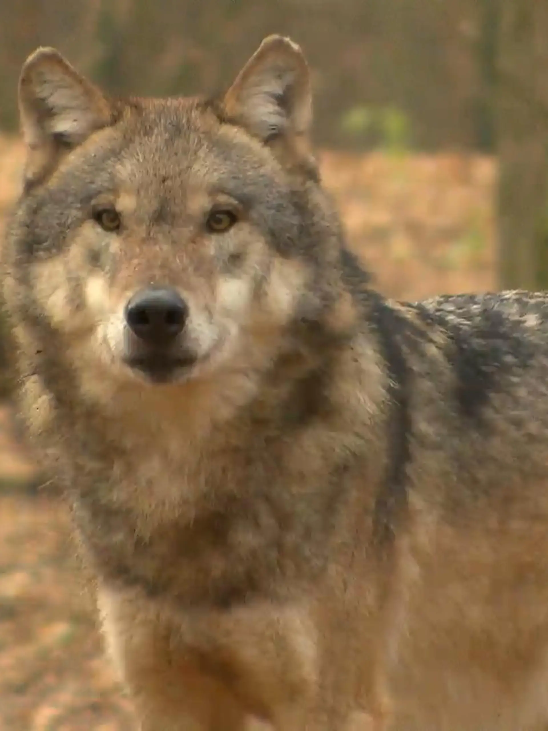 Bild zu: "Wolfabschuss im Sauerland gestoppt"