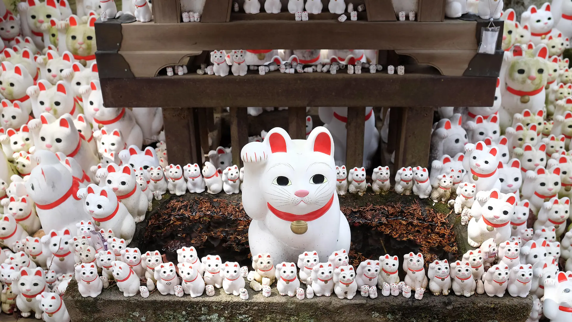 Japan, Tokyo: Maneki Neko beckoning cats at Gotokuji Temple Japan, Tokyo, Honshu Island: Maneki neko at Gotoku-ji, a temple dedicated to the maneki neko lucky beckoning cats, in the district of Setagaya. A common Japanese figurine lucky charm, talisman which is often believed to bring good luck to the owner Asia Eastern Asia Japan PUBLICATIONxNOTxINxFRA Copyright: xBenard/Andia.frx 318140