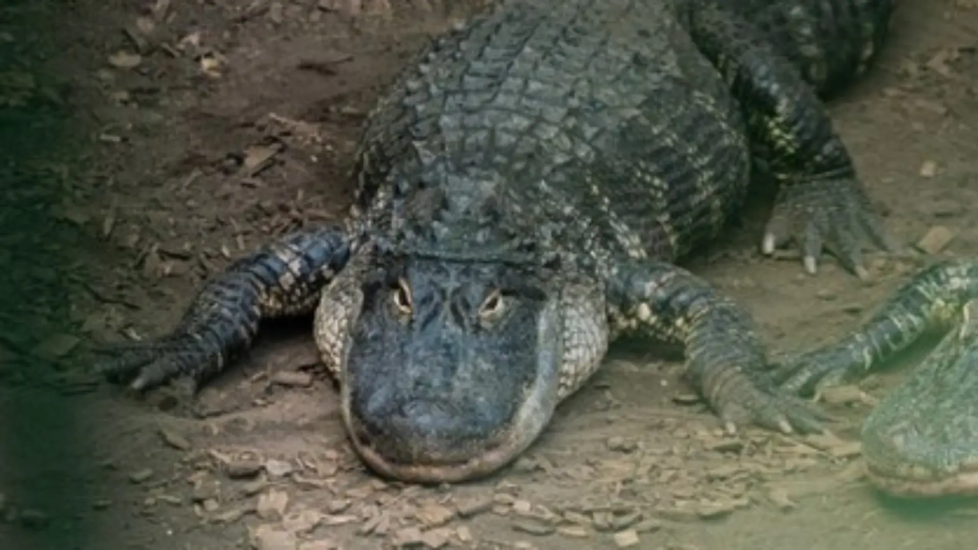 Der englische Zoo hat eine große Anlage für Krokodile.