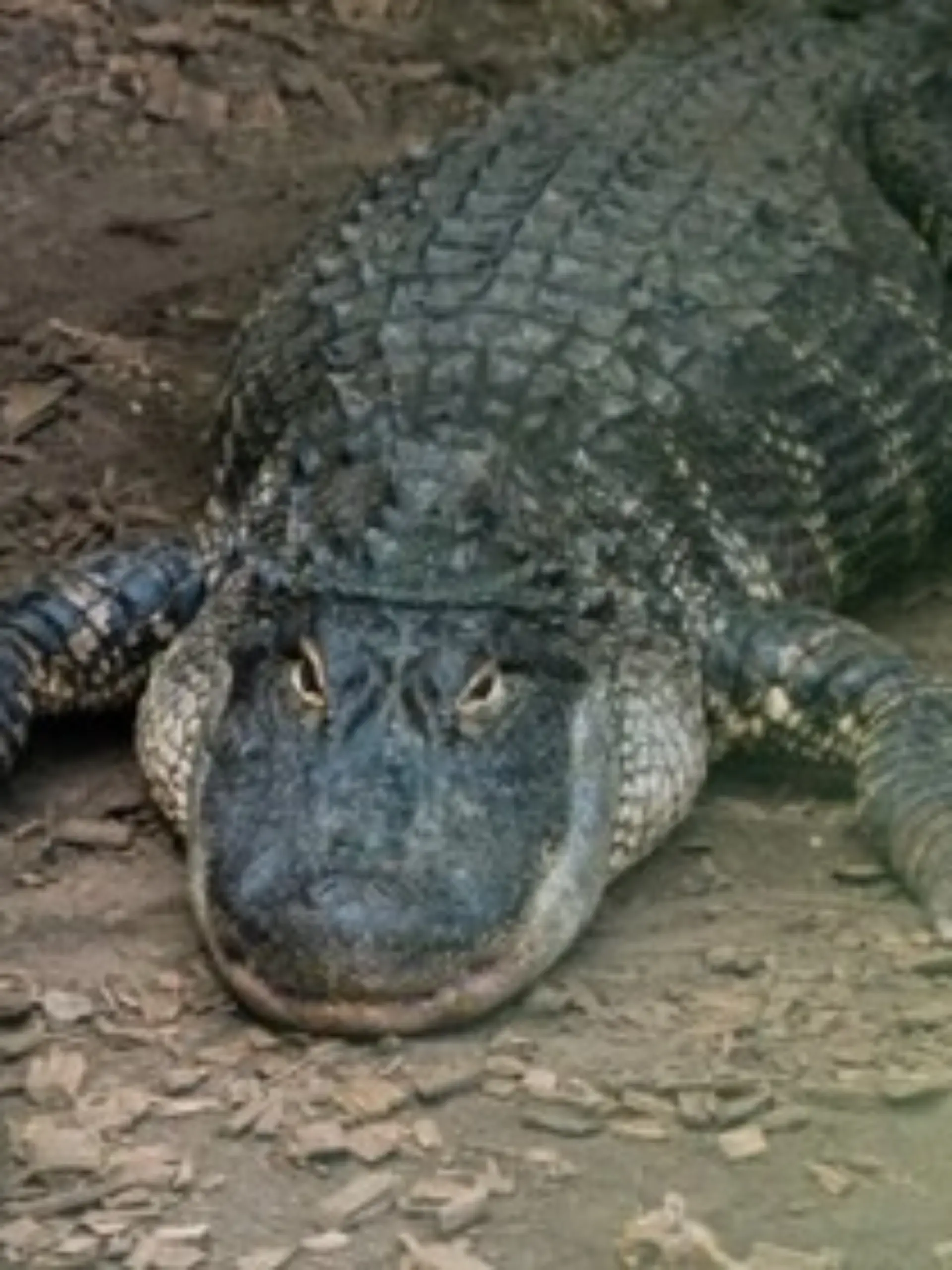 Der englische Zoo hat eine große Anlage für Krokodile.