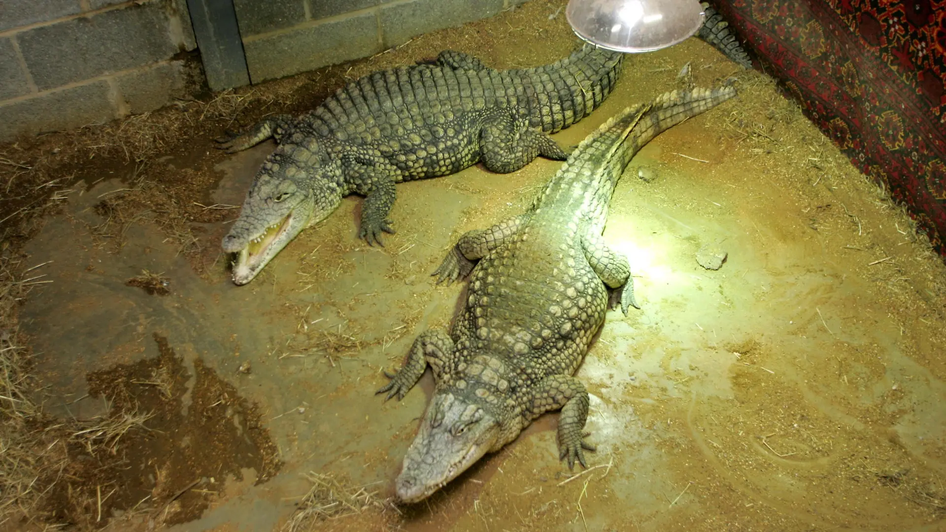 Nach der Biss-Attacke eines Reptils: Die Polizei von Cambridgeshire ermittelt auf der Krokodil Farm Johnsons of Old Hurst