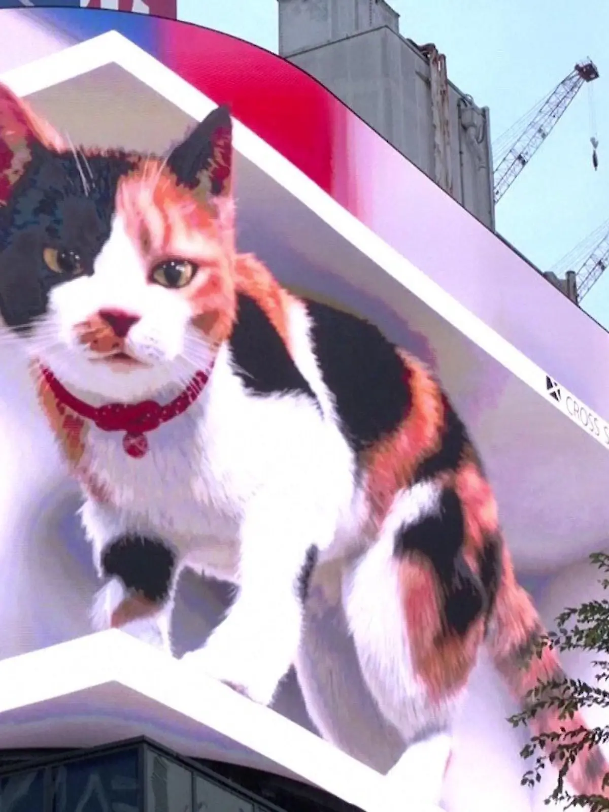 Katze