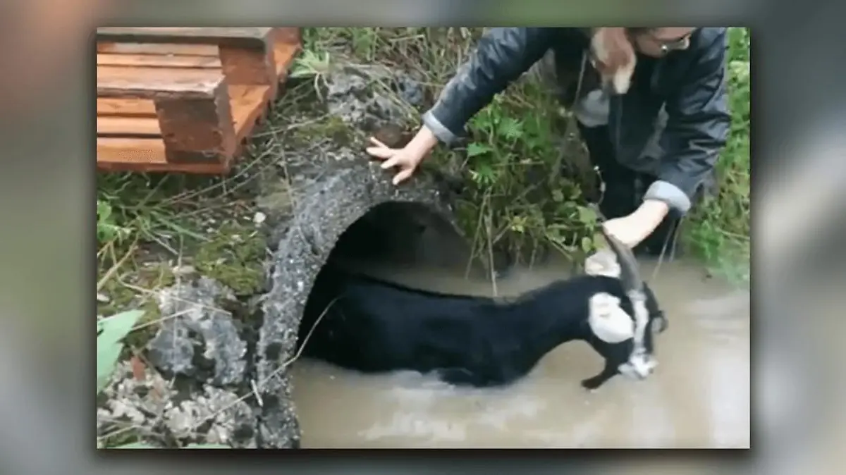 Die Polizei Nördlingen leistet tierische Hilfe.