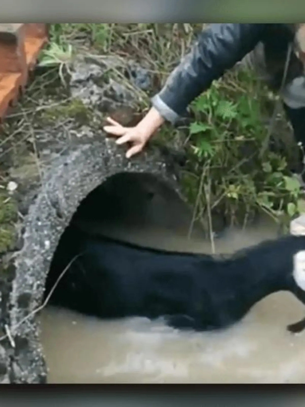 Die Polizei Nördlingen leistet tierische Hilfe.