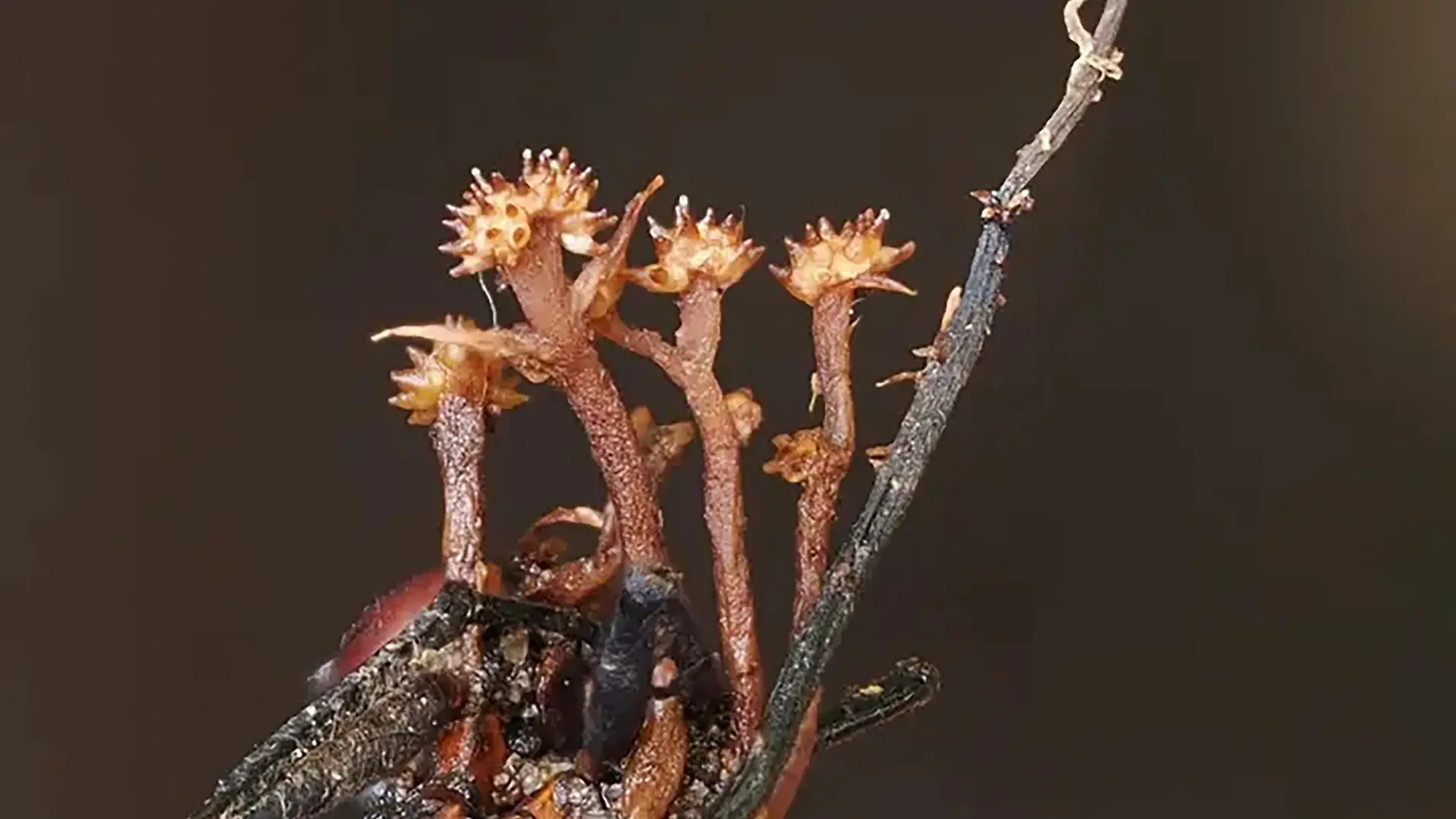 This photo taken on October 13, 2024 and released on June 11, 2026, shows the new species of hyperparasite called Pleurocordyceps cornusynnemata, named for its highly distinct horned-shaped structures, growing on a dead ant which feeds on the original insect-invasive fungus at the Danum Valley Conservation Area in Lahad Datu, on Malaysias Borneo island. Malaysian scientists have discovered a new species of parasitic fungus in Borneo's jungles that targets so-called "zombie fungi", named for infecting insects and causing erratic behaviour before being subjected to a gruesome death. (Photo by Elyse Yang / Universiti Malaysia Sabah / AFP) / RESTRICTED TO EDITORIAL USE - MANDATORY CREDIT "AFP PHOTO / Universiti Malaysia Sabah/ Elyse Yang" - HANDOUT - NO MARKETING NO ADVERTISING CAMPAIGNS - DISTRIBUTED AS A SERVICE TO CLIENTS