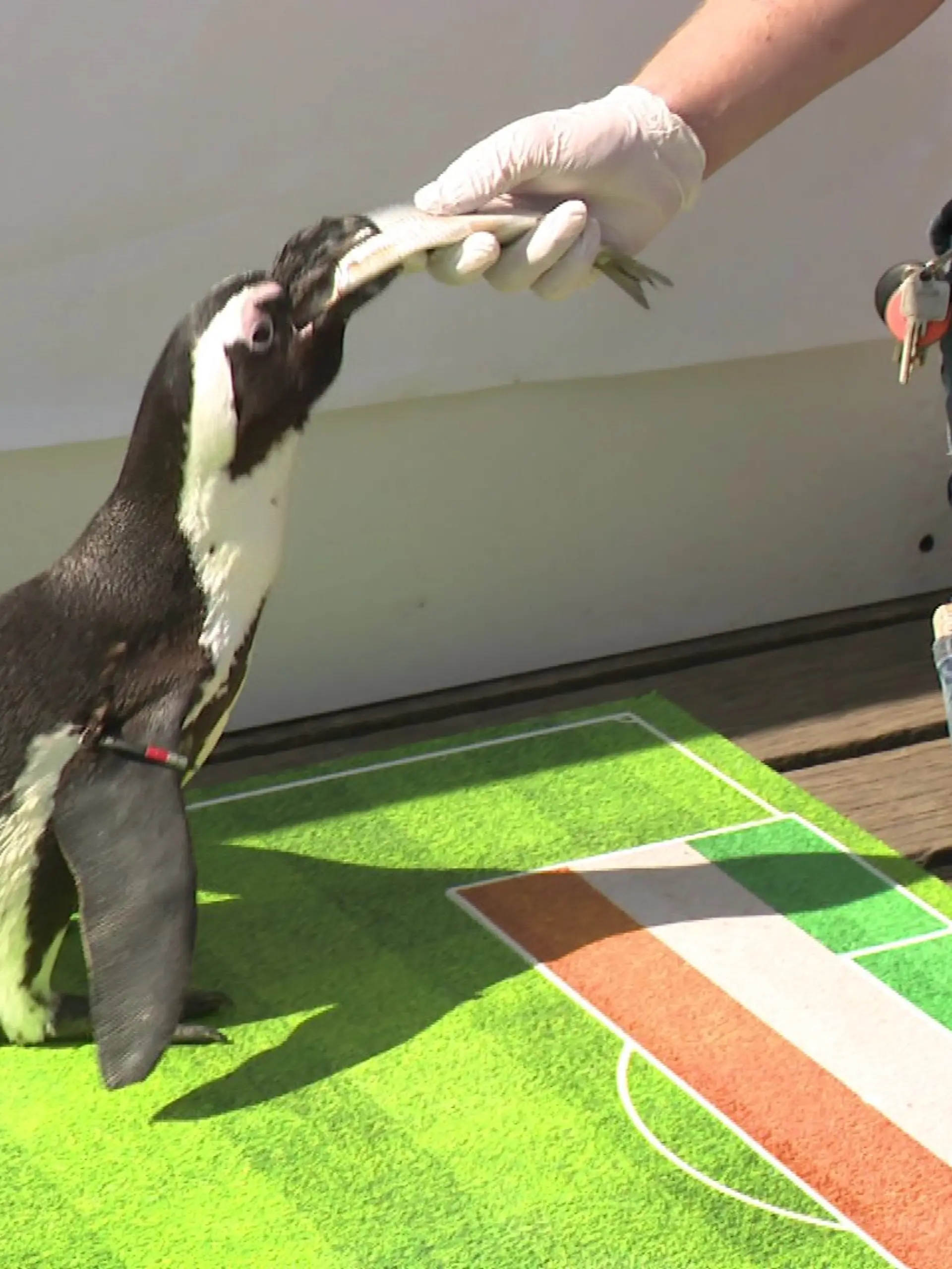 Kein gutes Omen für die deutsche Fußballnationalmannschaft! RTL-Tierorakel Sigrid legt sich vor dem zweiten Gruppenspiel der DFB-Elf bei der WM fest: Die Elfenbeinküste gewinnt.