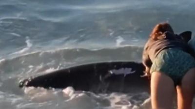 Bild von Auf Sandbank gefangen! Frau entdeckt Hai – als er um sein Leben kämpft