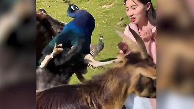 Bild von Pfau, war das gemein! Vogel kennt beim Futter keine Gnade