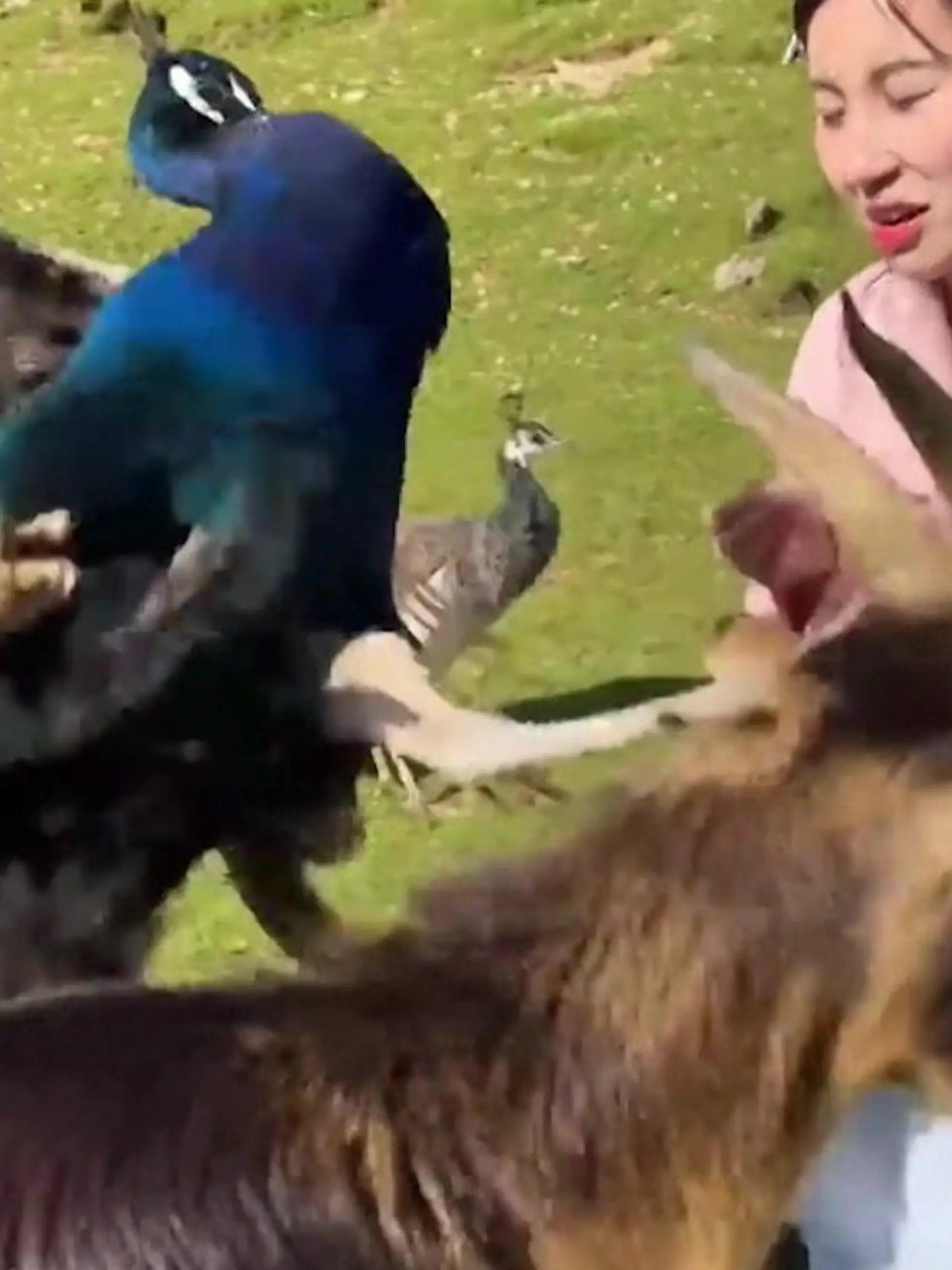 Bild zu: "Pfau, war das gemein! Vogel kennt beim Futter keine Gnade"