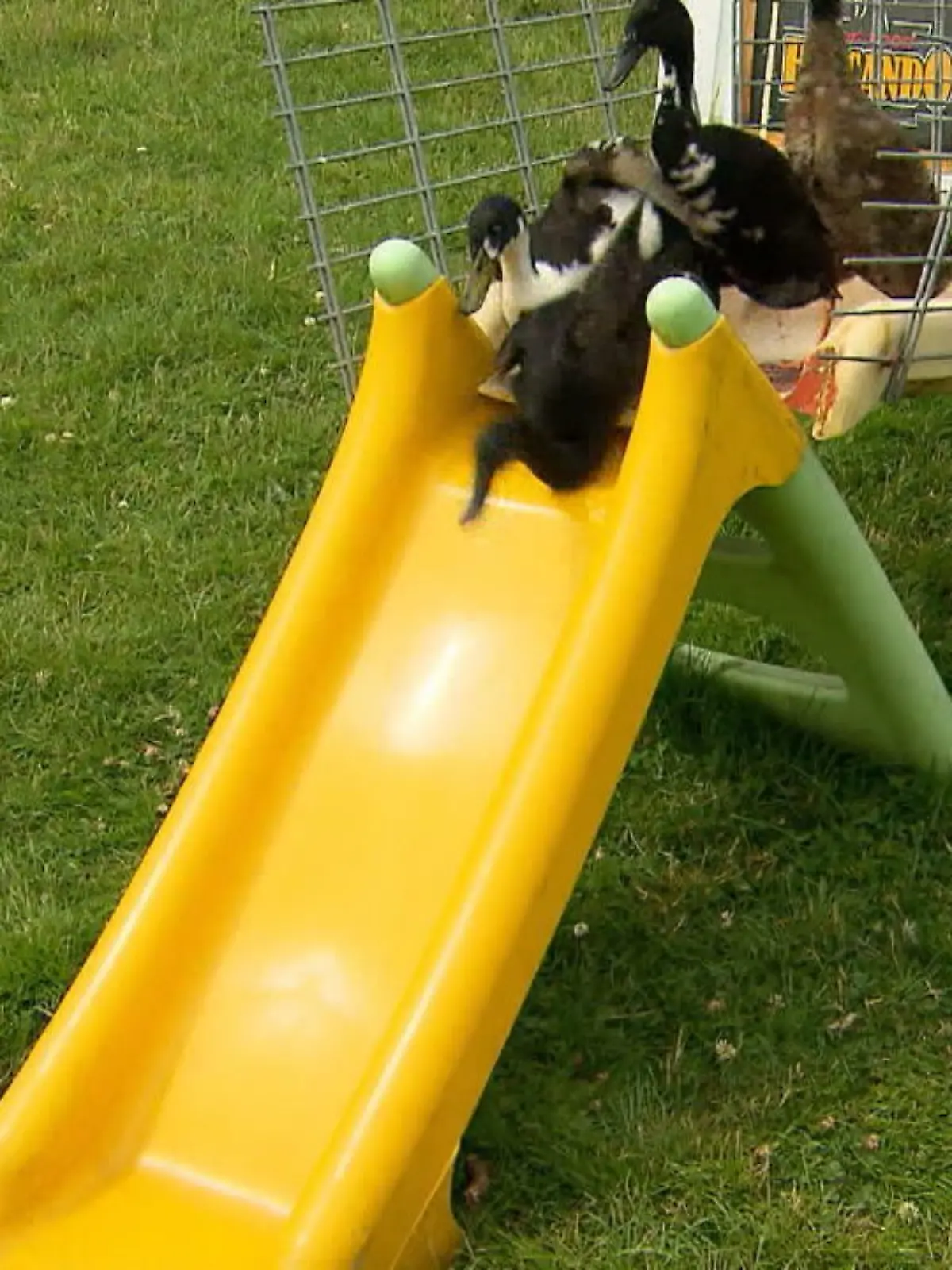 Bild zu: "Tierische Rasselbande macht Spielplatz"
