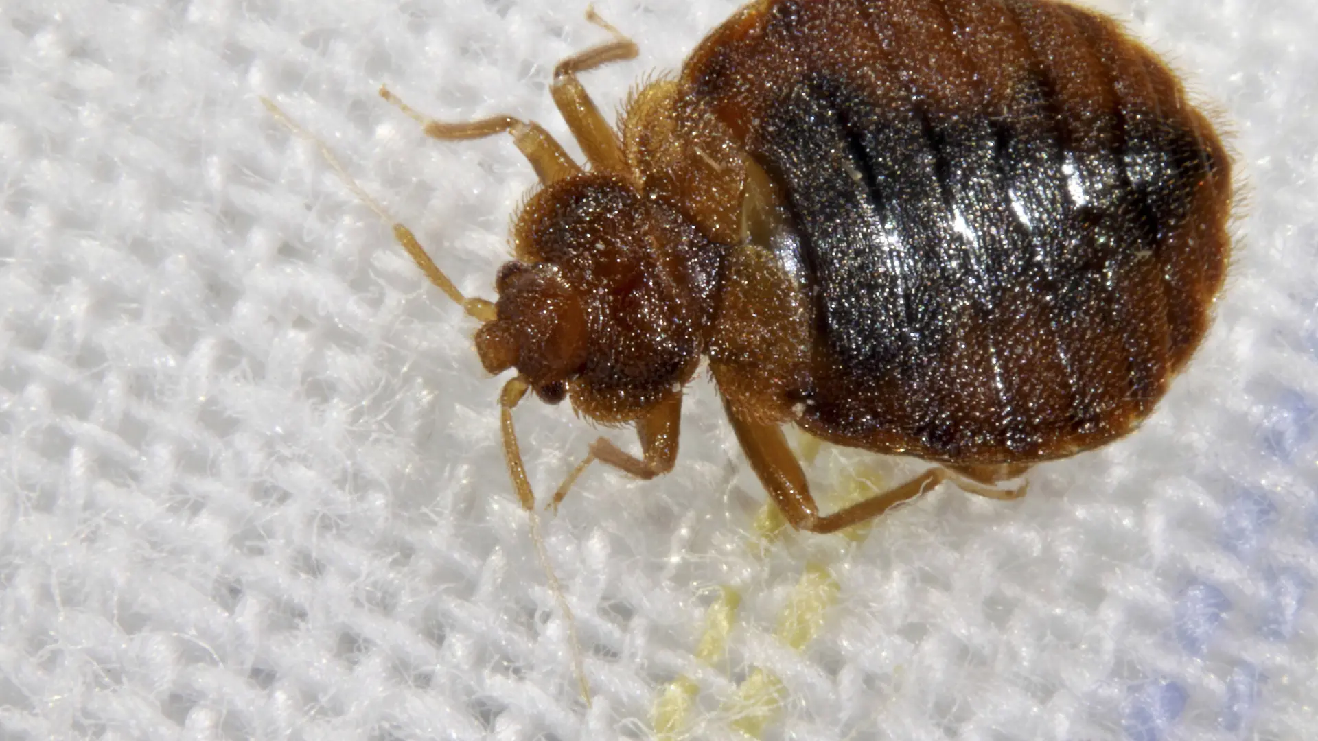 Gemeine Bettwanze, Bettwanze, Bett-Wanze, Hauswanze, Haus-Wanze (Cimex lectularius), im Bett | Bedbug, Common bedbug, Wall-louse (Cimex lectularius), in bed