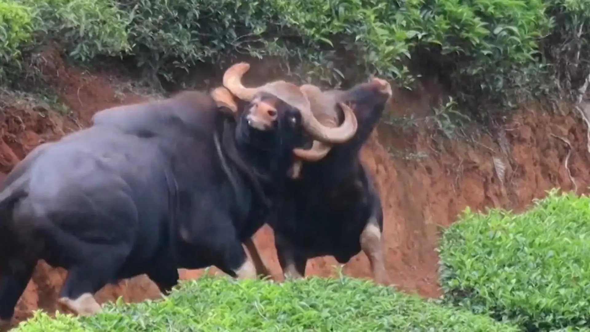 Brutaler Kampf ums Revier! Bisons gehen aufeinander los –  Rivale verliert den Halt Attacke der Kolosse