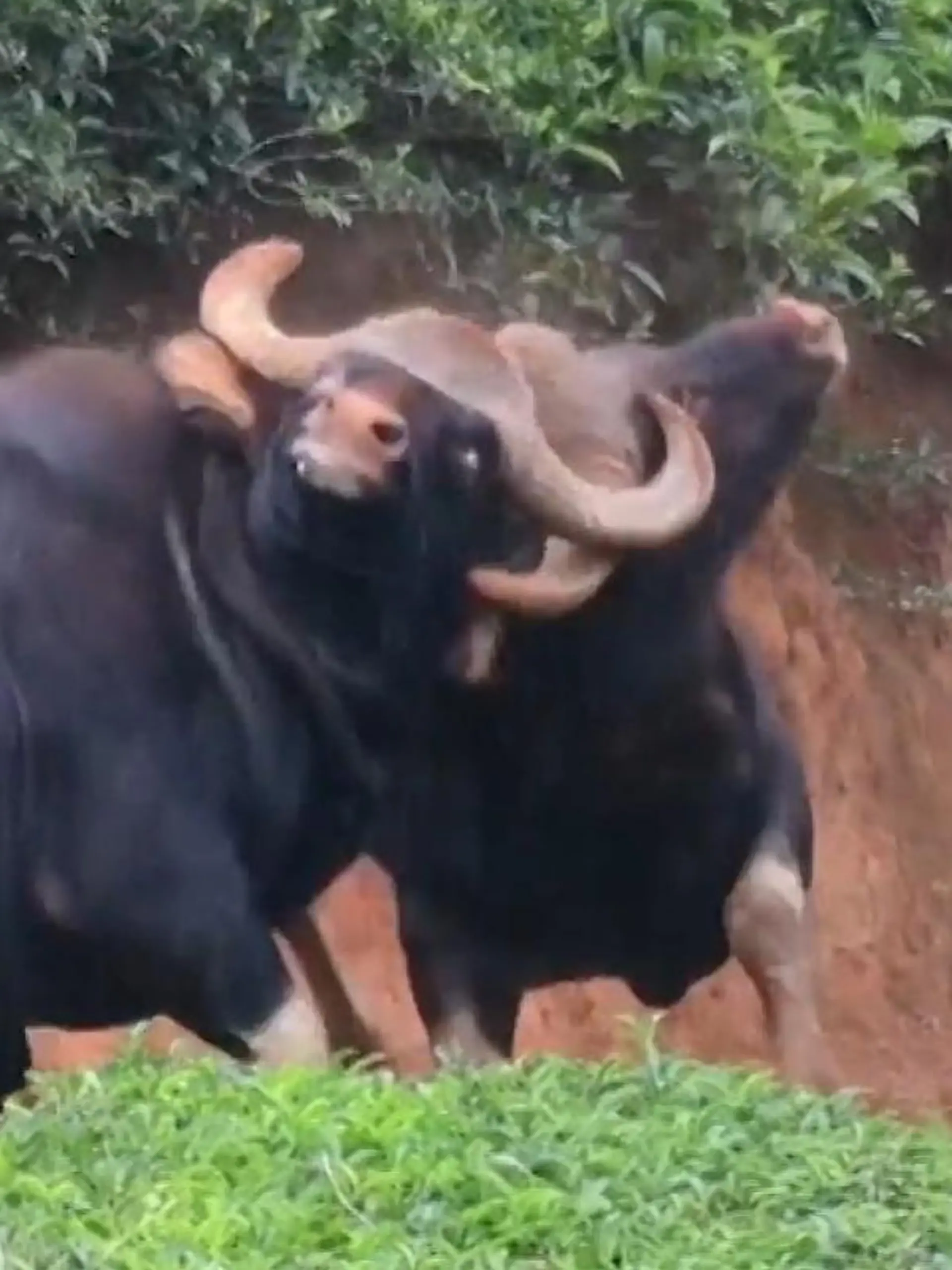 Bild zu: "Brutaler Kampf ums Revier! Bisons gehen aufeinander los – Rivale verliert den Halt"