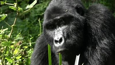 Bild von „Tötet Tiere sehr schnell" – DIESES Virus bedroht seltene Gorillas