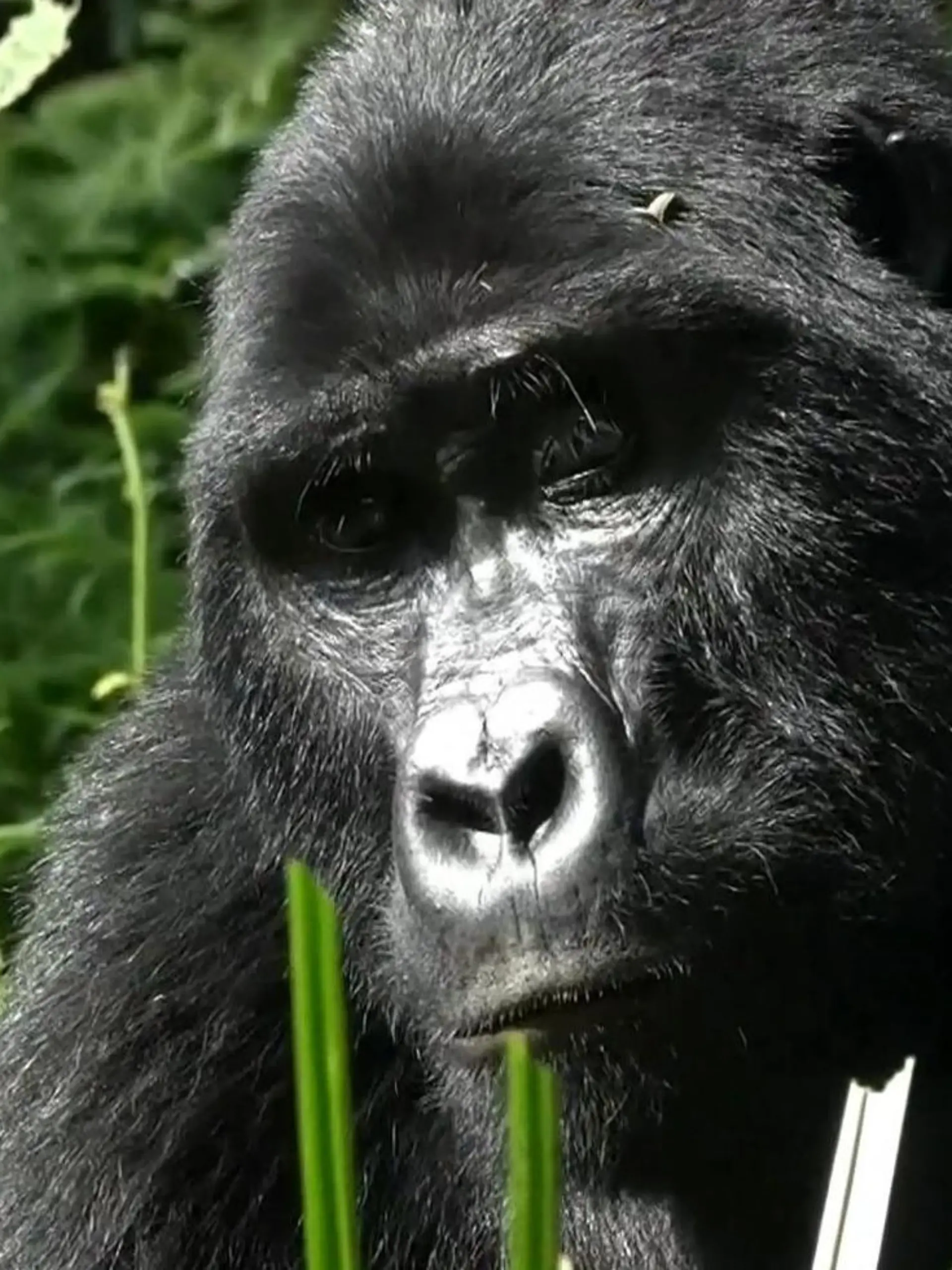 Bild zu: "„Tötet Tiere sehr schnell" – DIESES Virus bedroht seltene Gorillas"