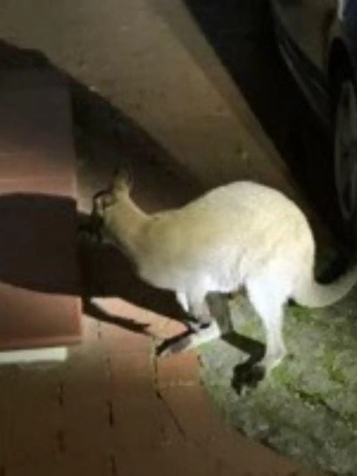 Das entlaufene Wallaby ist wieder da! Zuvor war das Känguru entlaufen und hatte in Delmenhorst für Aufsehen gesorgt.