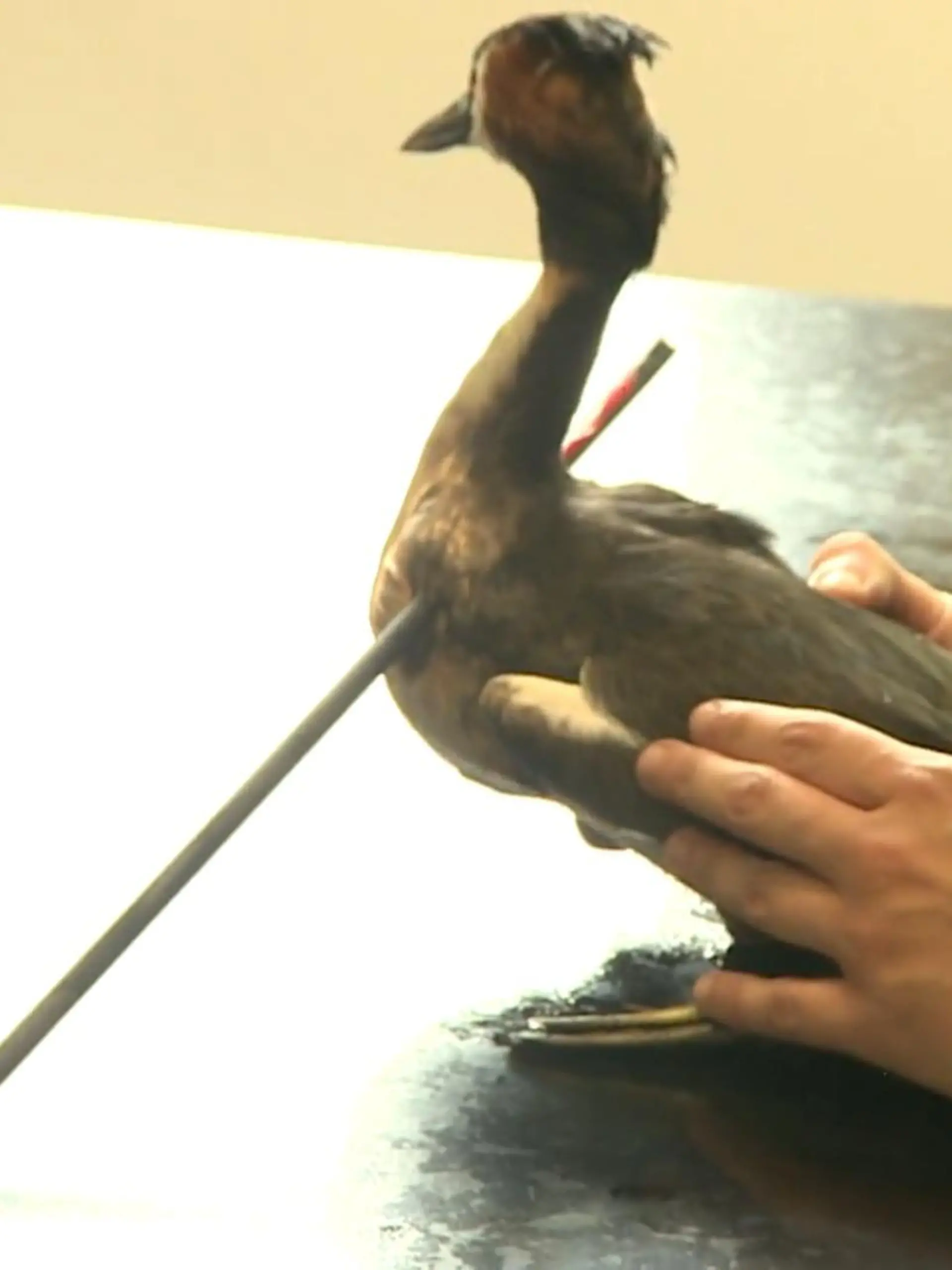 Bild zu: "Vogel mit Pfeil im Hals"