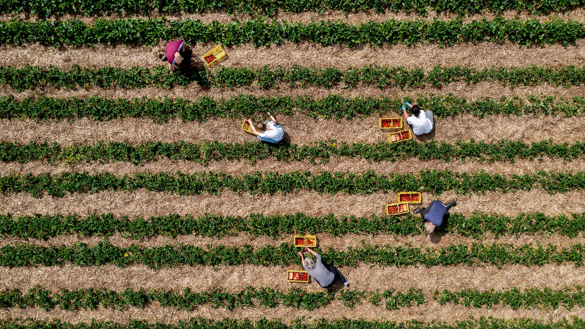 Erntehelfer pflücken Erdbeeren auf einem Feld (Luftaufnahme mit einer Drohne). Das Netzwerk der Spargel- und Beerenverbände e.V. hat den 24. Mai erstmals zum «Tag der deutschen Erdbeere» ausgerufen. Es gibt Aktionen im Handel, Plakate und Social-Media-Aktivitäten rund um die Erdbeere.
