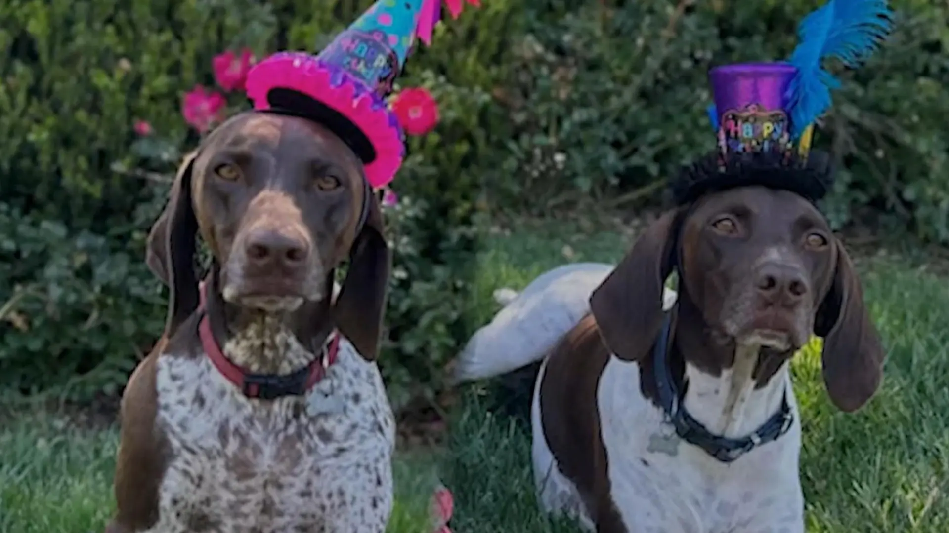 Party mit WAU-Effekt! Heidi Klum lässt es für ihre Hunde krachen 3. Geburtstag für Uschi und Jäger