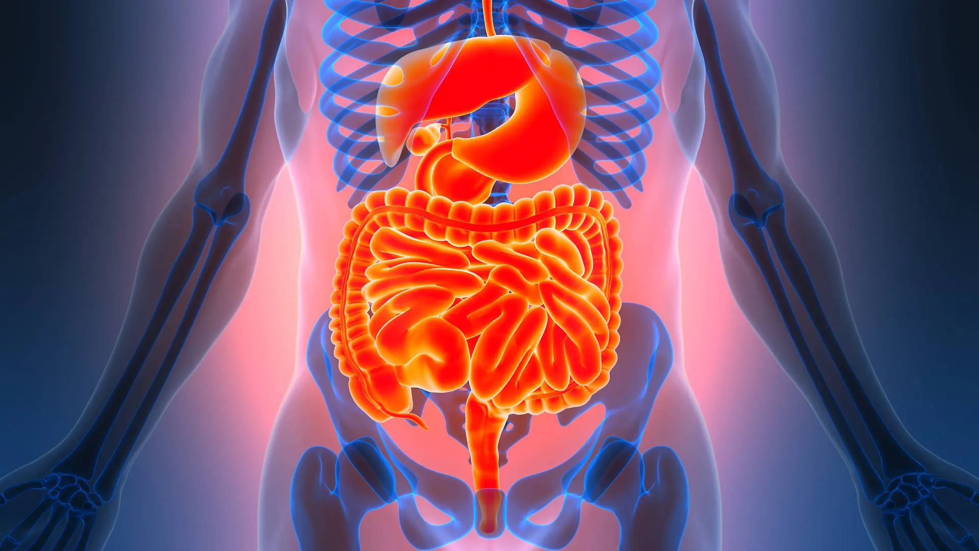 Human Digestive System Anatomy 3D Illustration Concept of Human Digestive System Anatomy LicenseRF Copyright: xZoonar.com/TIGULLAxVIJAYAxCHANDARx 24876859